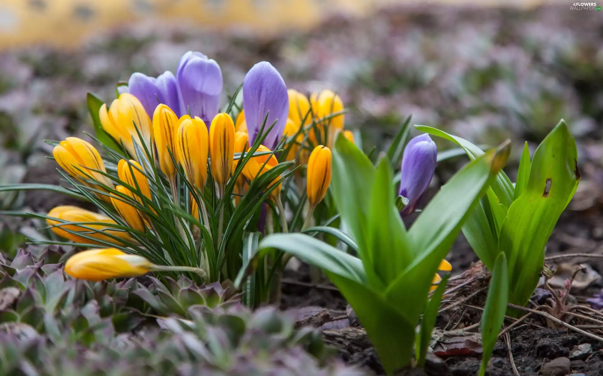 Yellow, Flowers, crocuses, purple