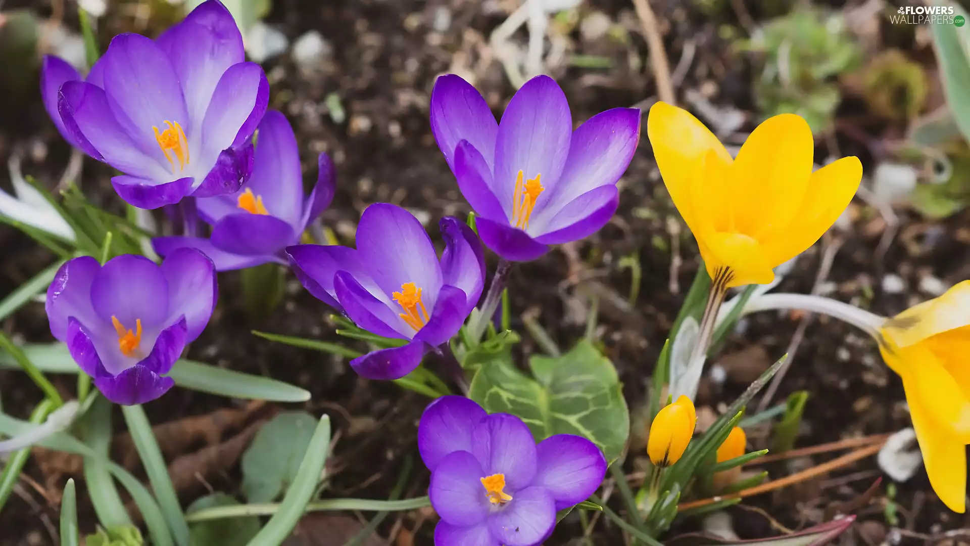 Yellow, crocuses, Flowers, purple