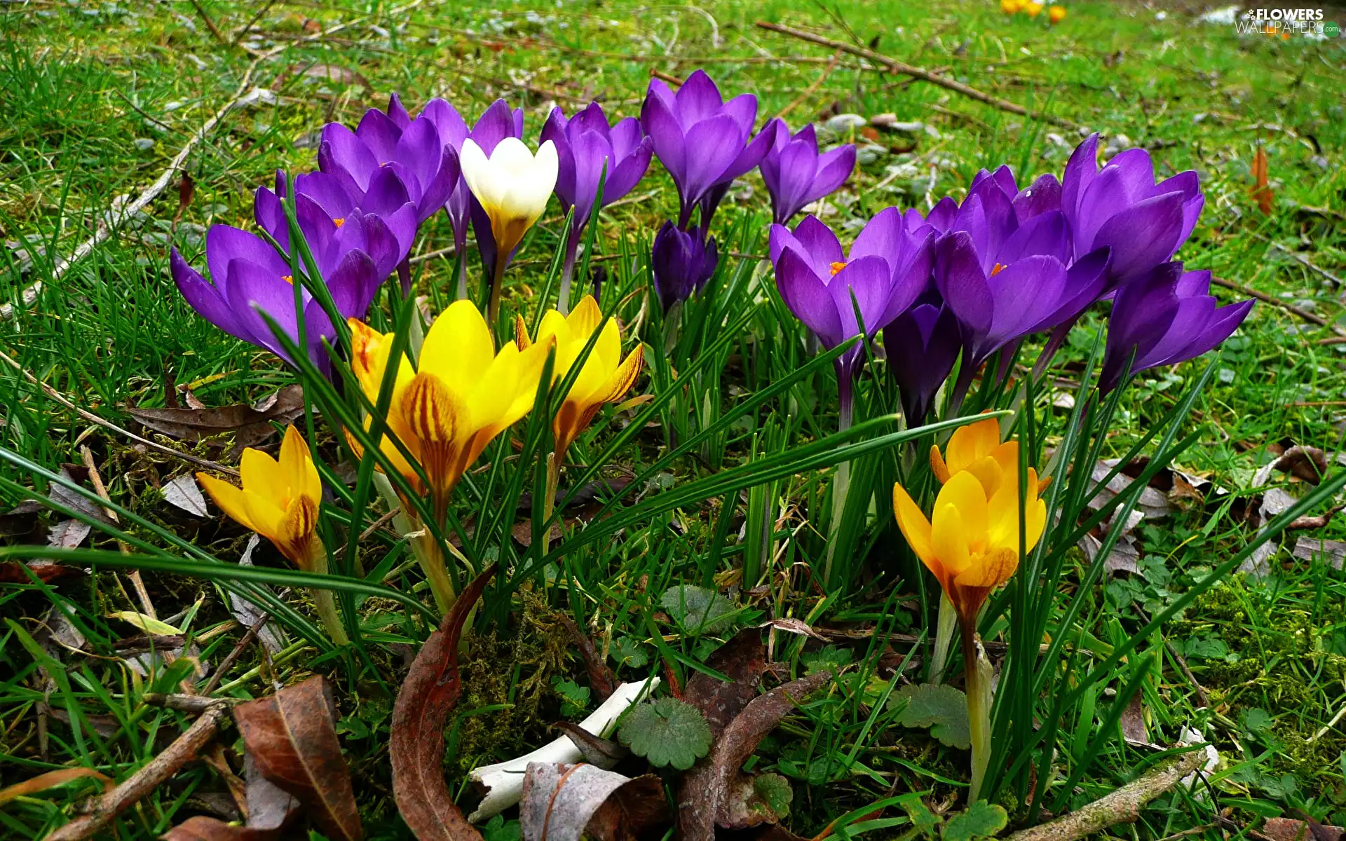 Yellow, crocuses, grass, purple