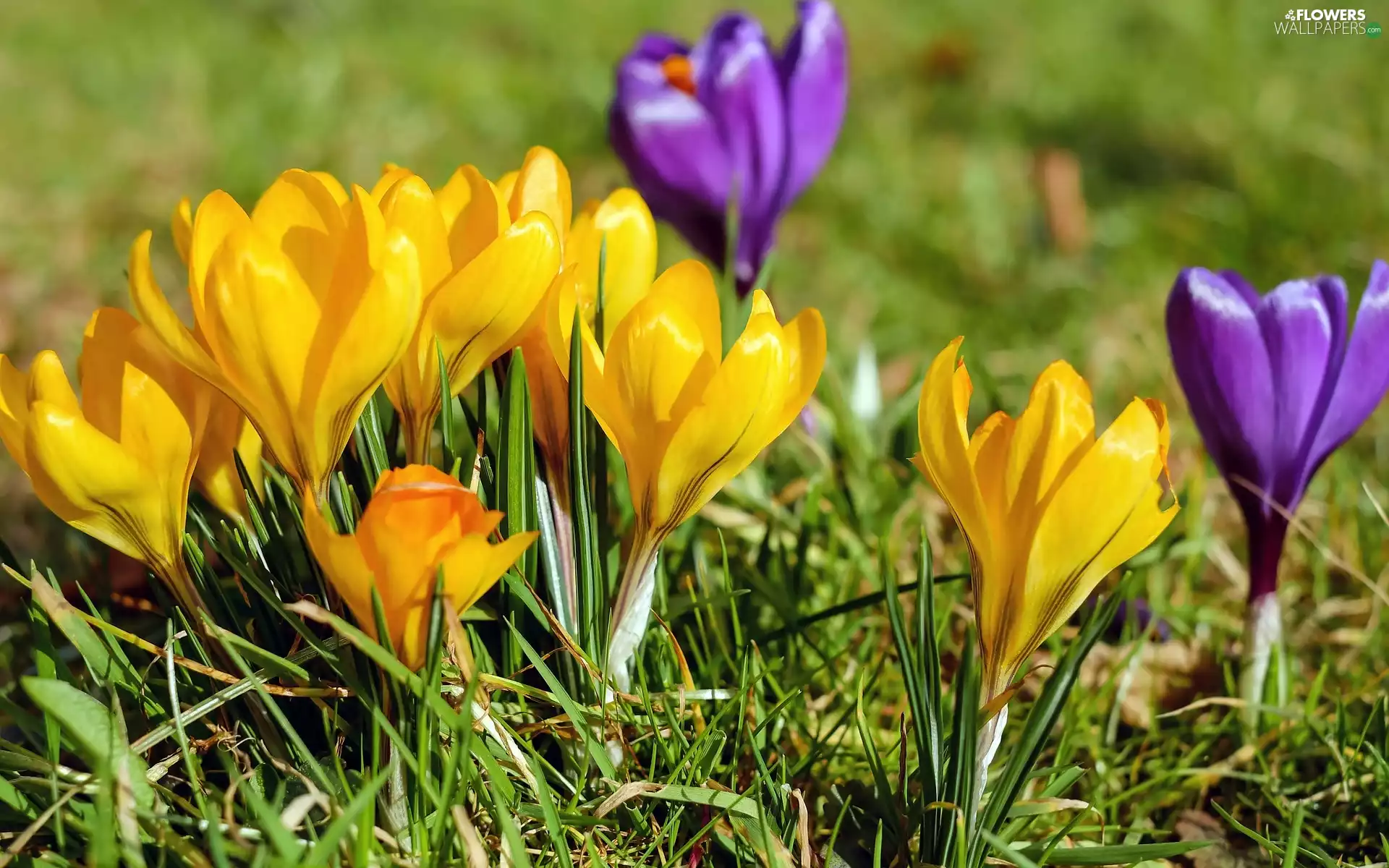 Yellow, crocuses, rapprochement, purple