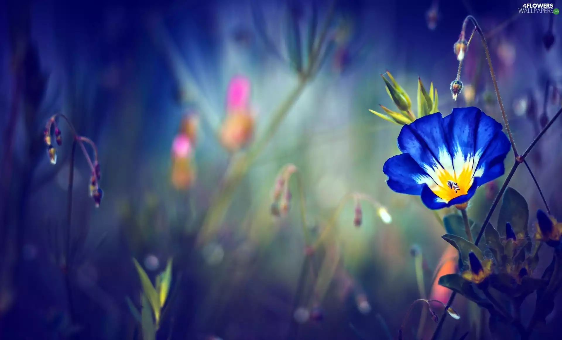 ligh, Colourfull Flowers, flash, luminosity, sun, Ipomoea Purpurea