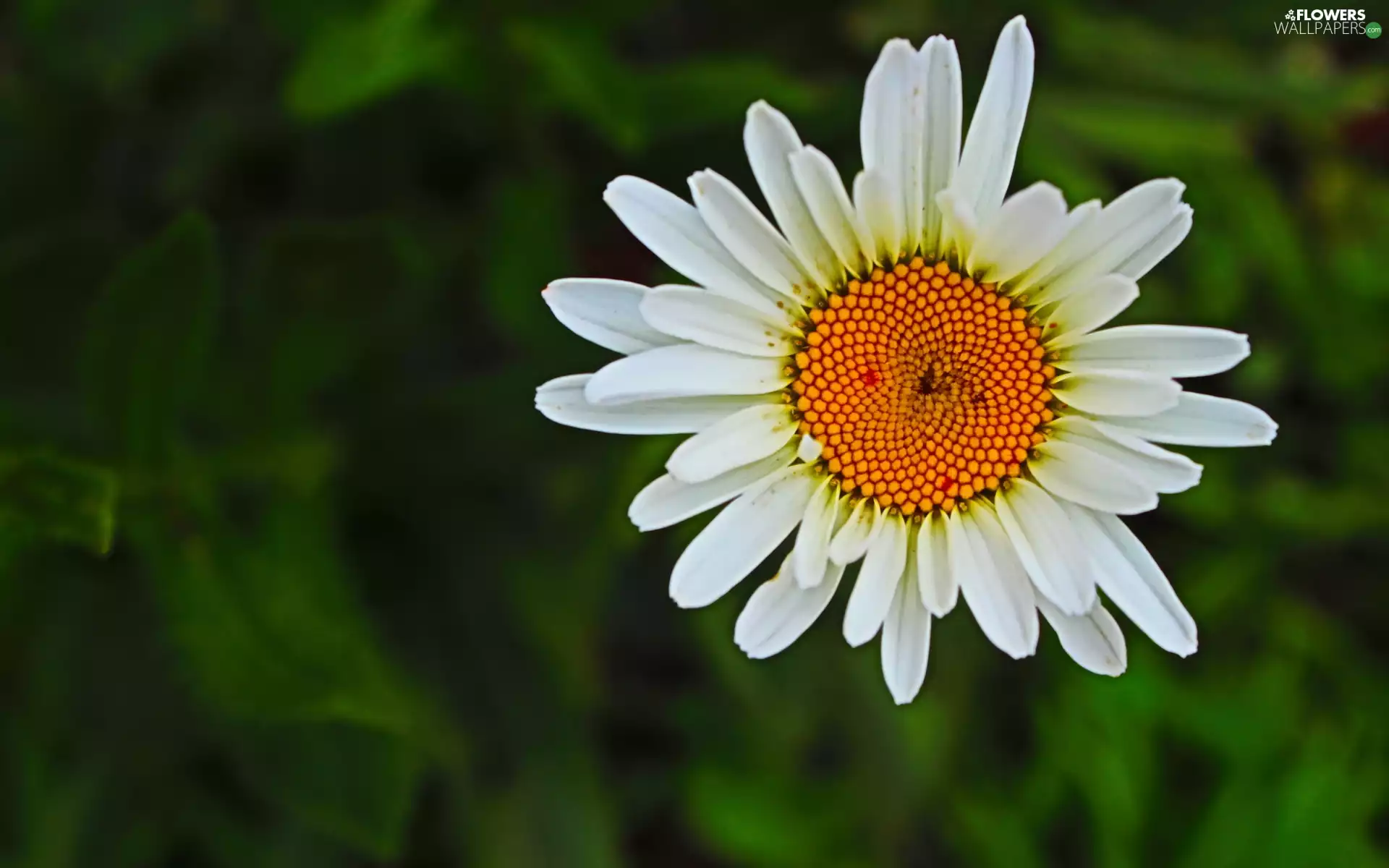 pyrethrum, White, Flower