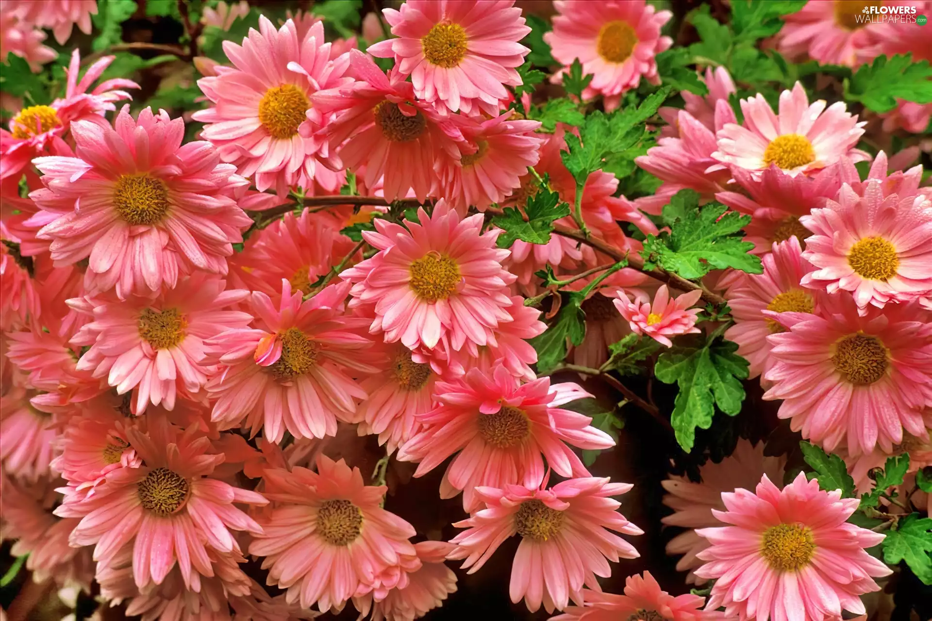 pyrethrum, Pink, Flowers