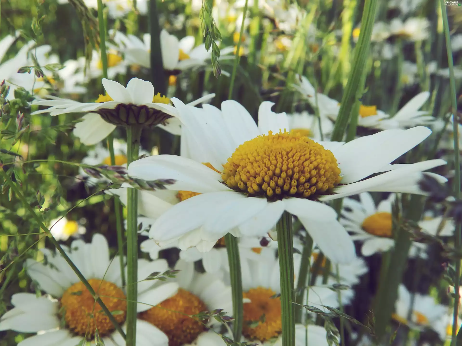 pyrethrum