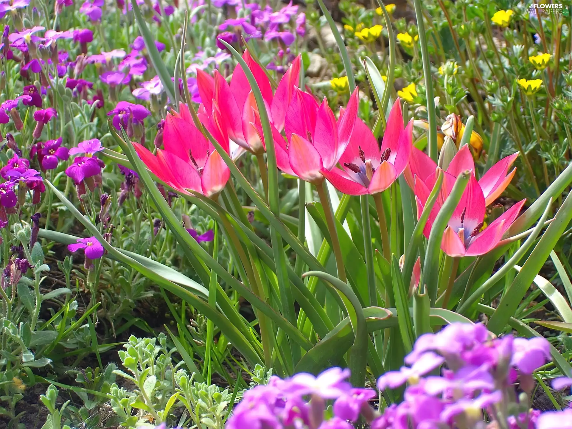 Rabatka, Tulips, miniature