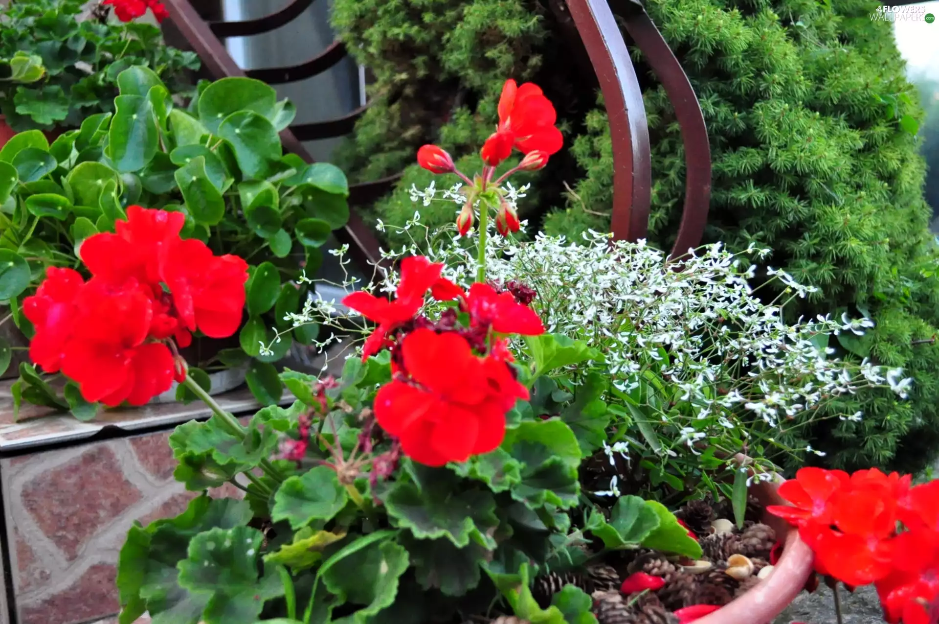 conifer, geraniums, Flowers, railing, White, Red