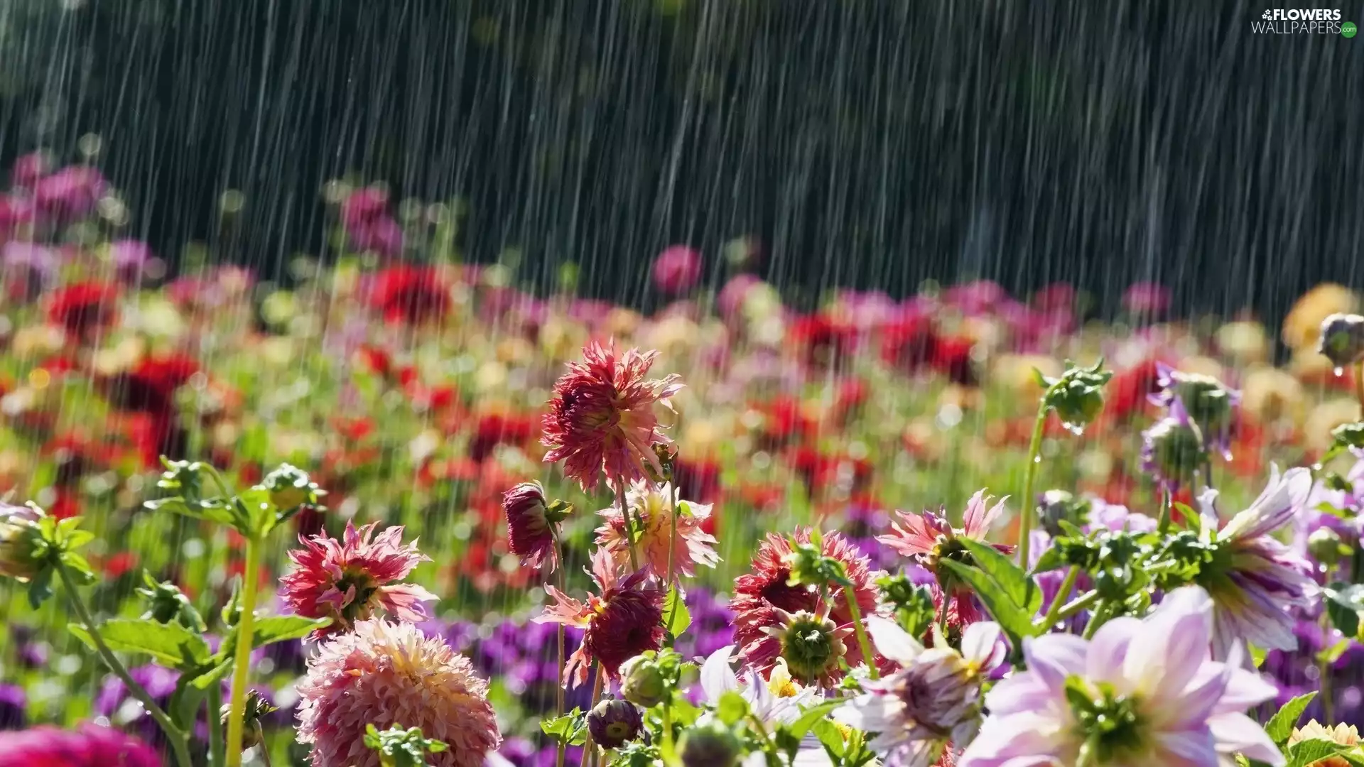 rain, dahlias, ##