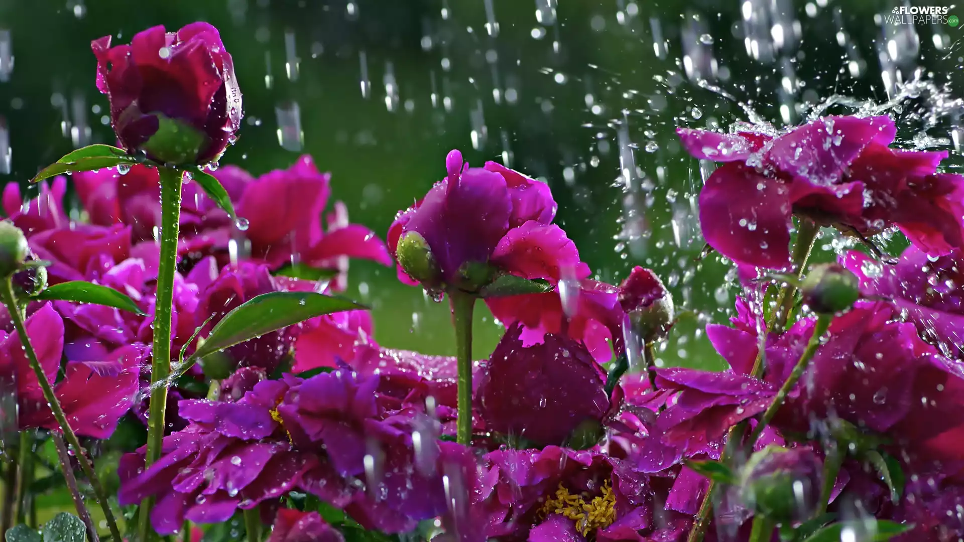 rain, Flowers, ##