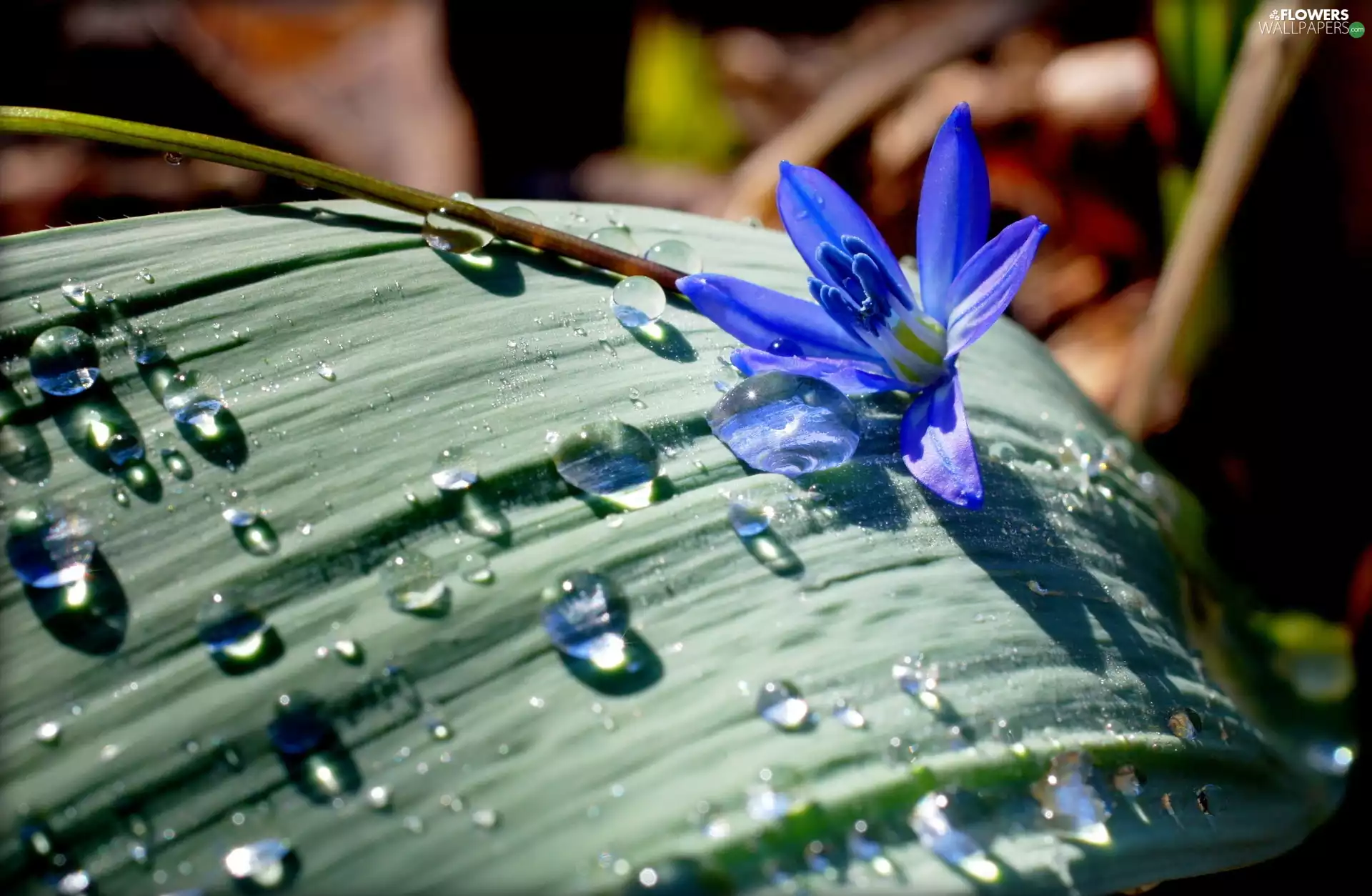Flower, leaf, drops, Rain, squill, blue