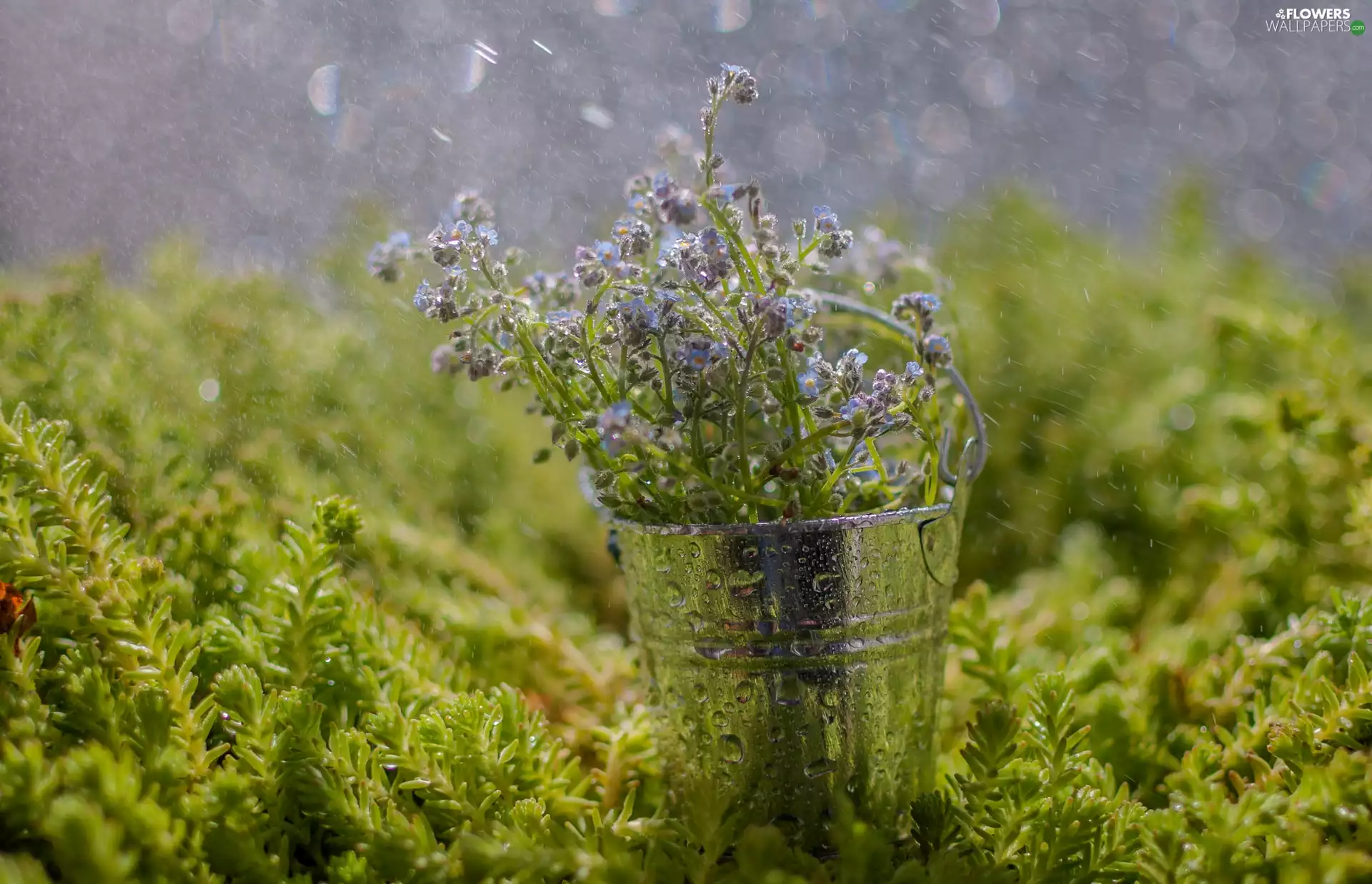 Rain, Forget, Bucket