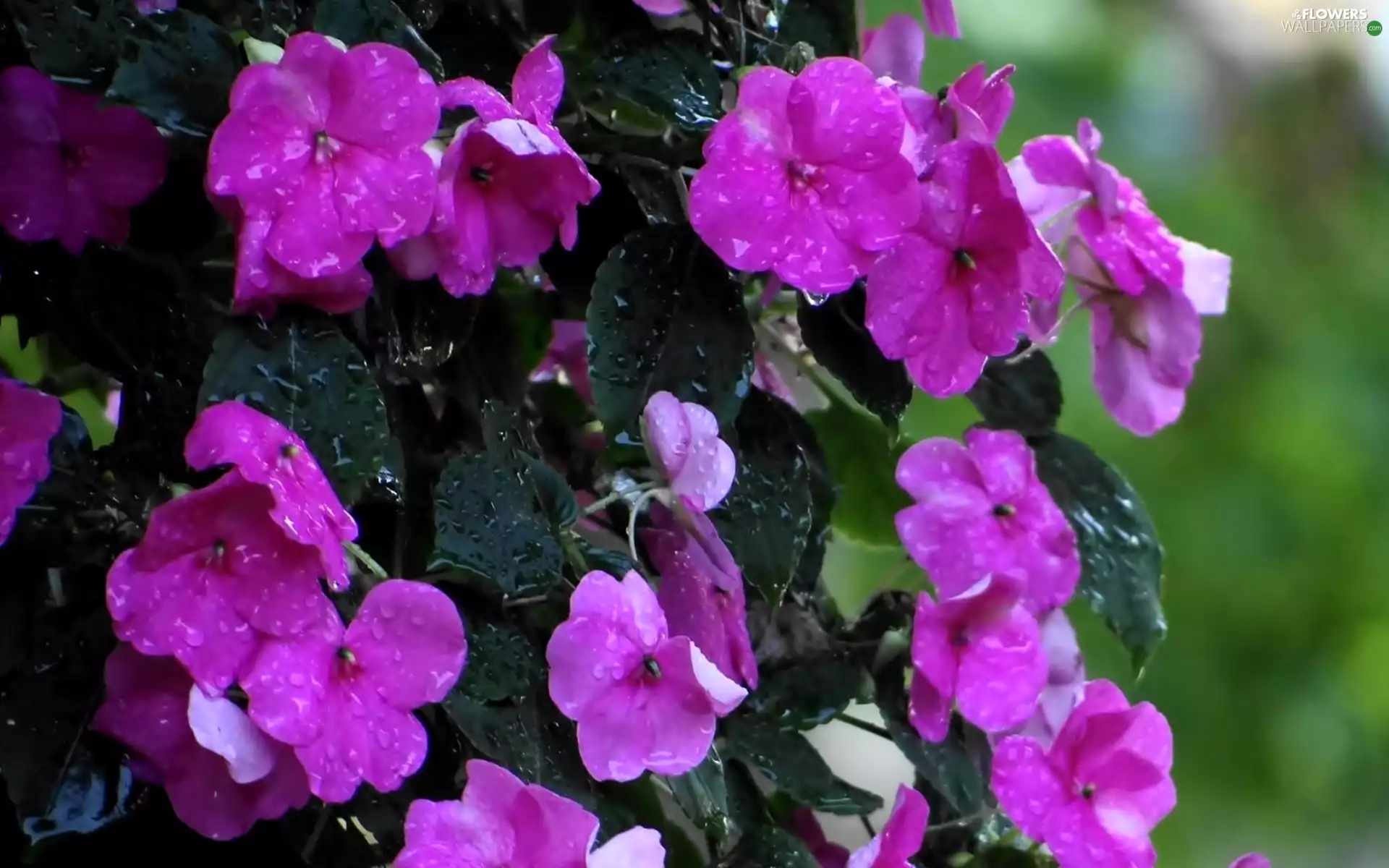 drops, rain, Climbing, Flowers, purple