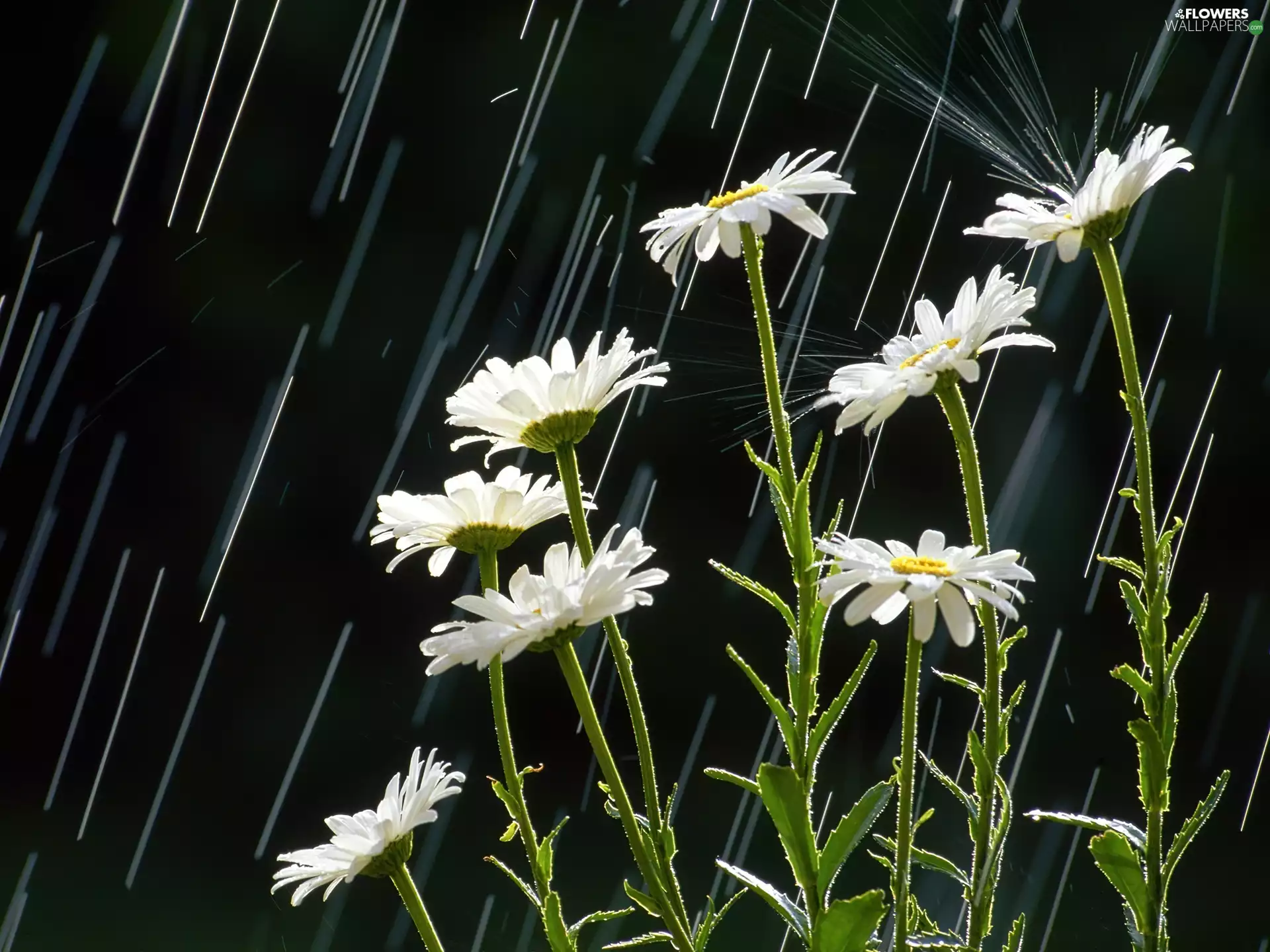 Rain, daisy