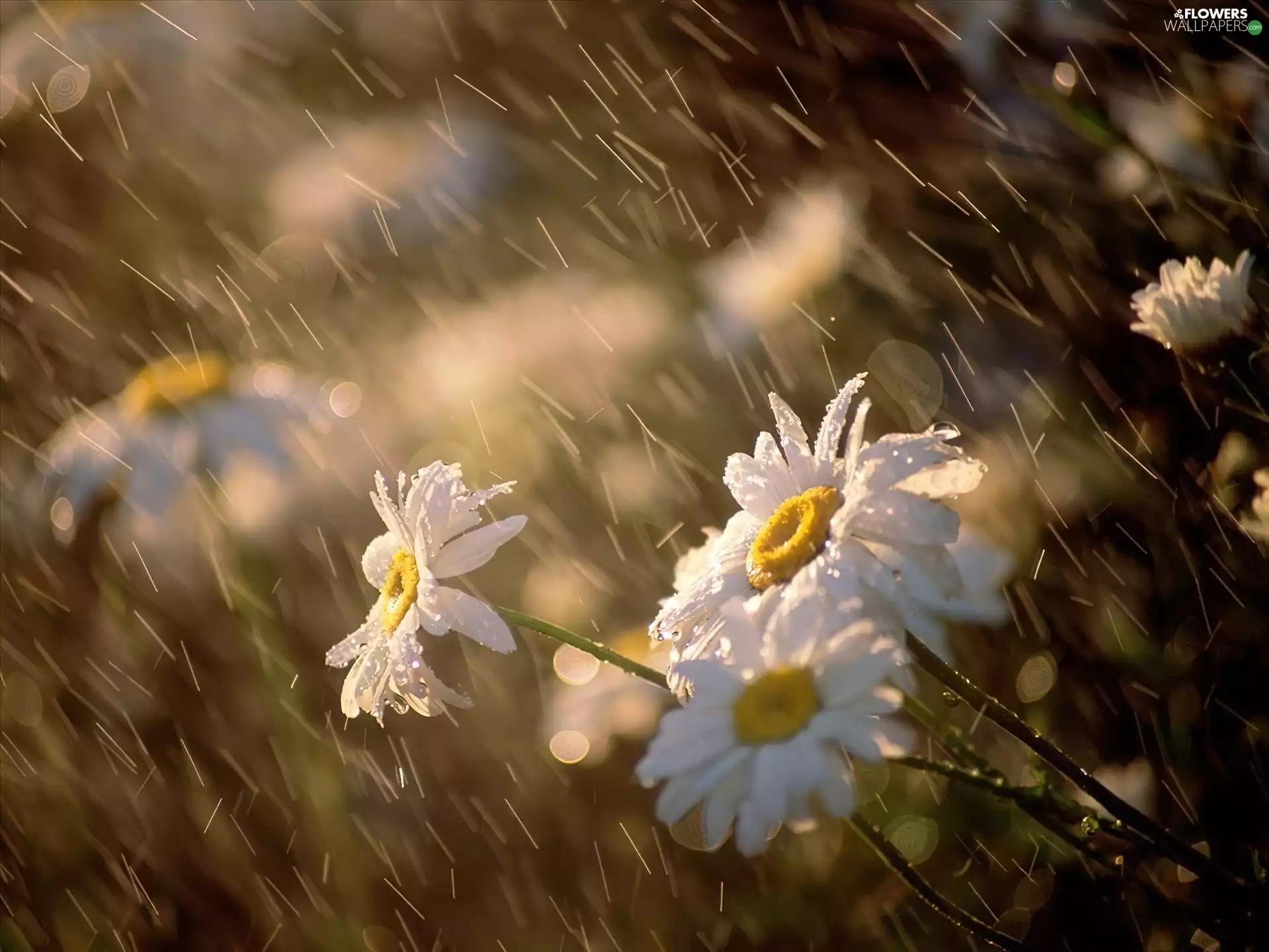 Rain, White, daisy