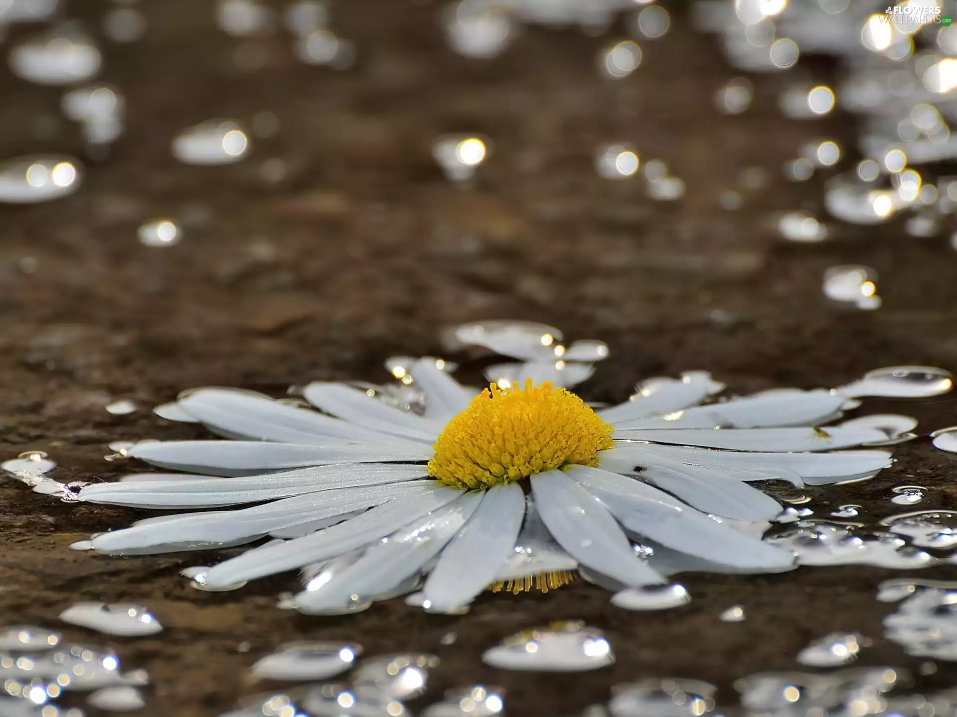 rain, daisy, drops