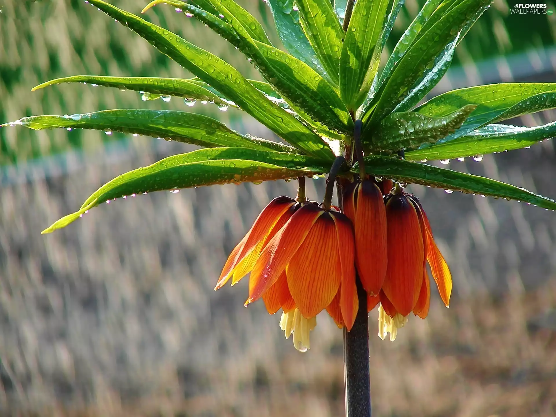 drops, checkerboard, Imperial, rain