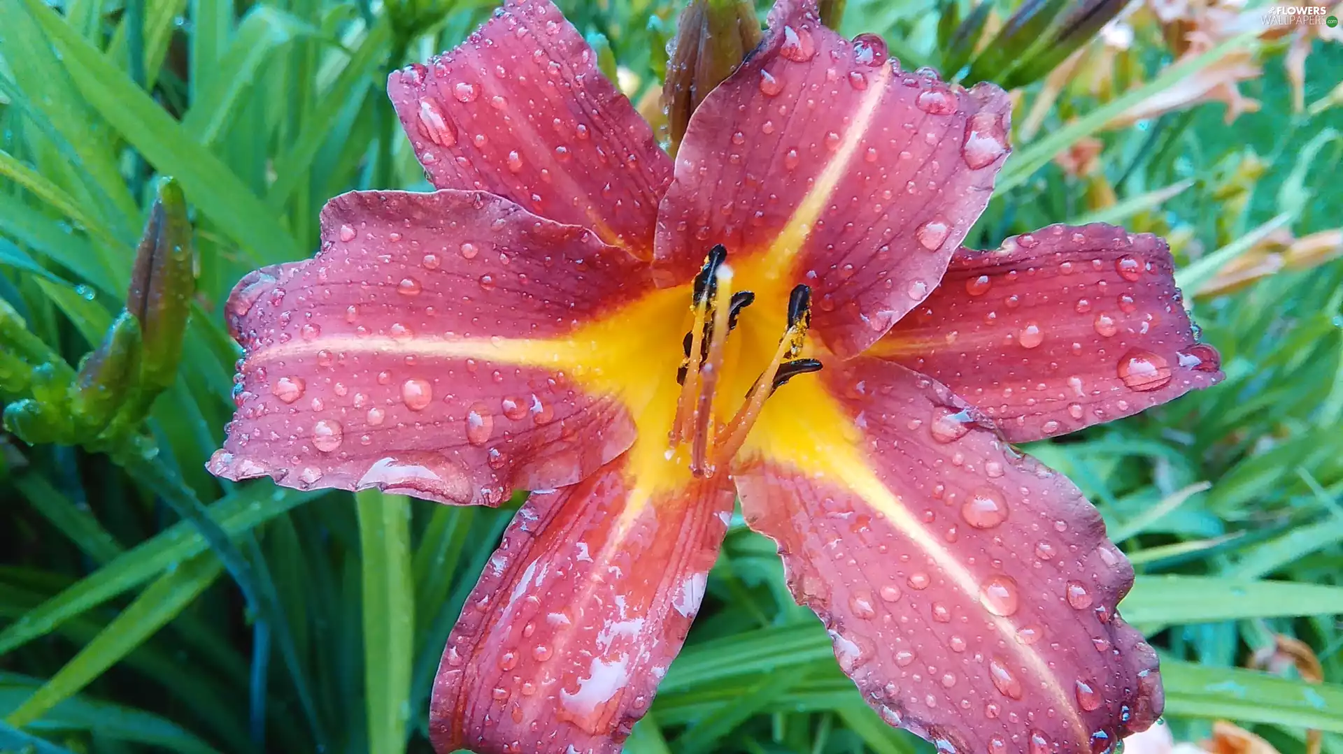 Rain, lily, drops