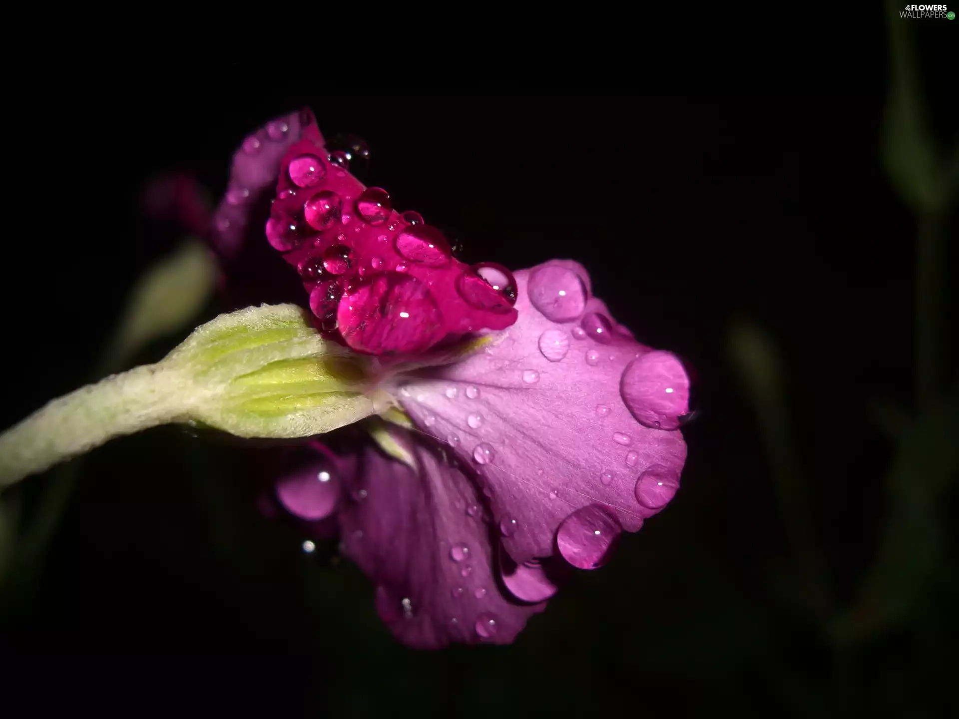 Violet, lychnis, drops, rain, Colourfull Flowers, Floral