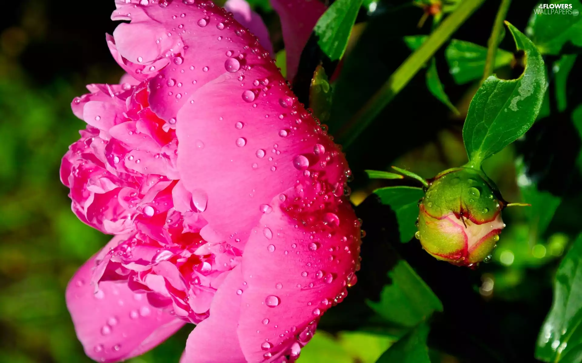 rain, peony, drops