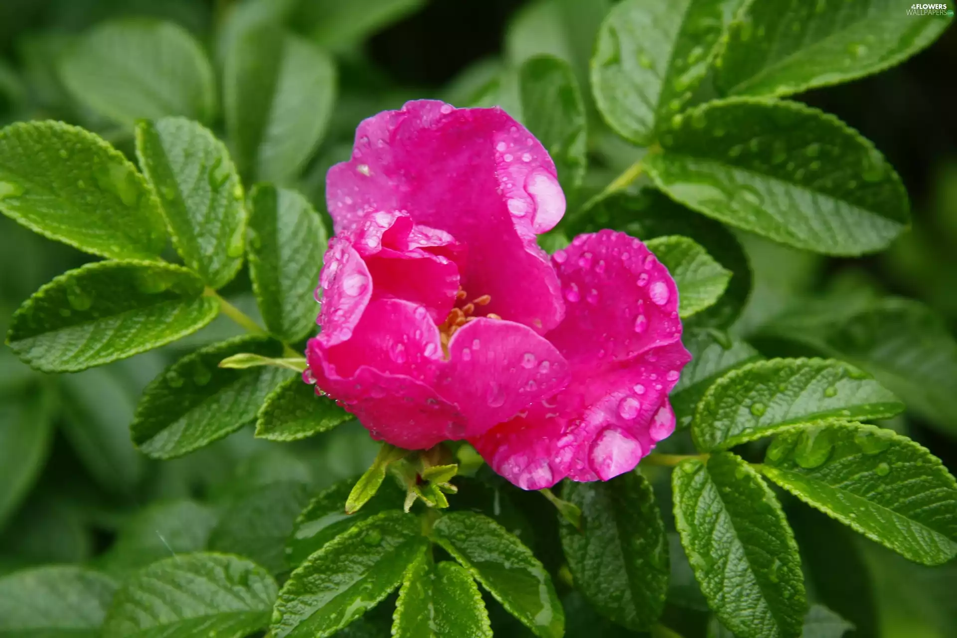 rain, rose, drops