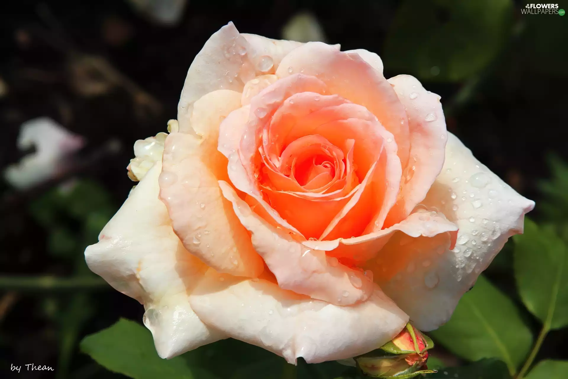 rain, rose, drops