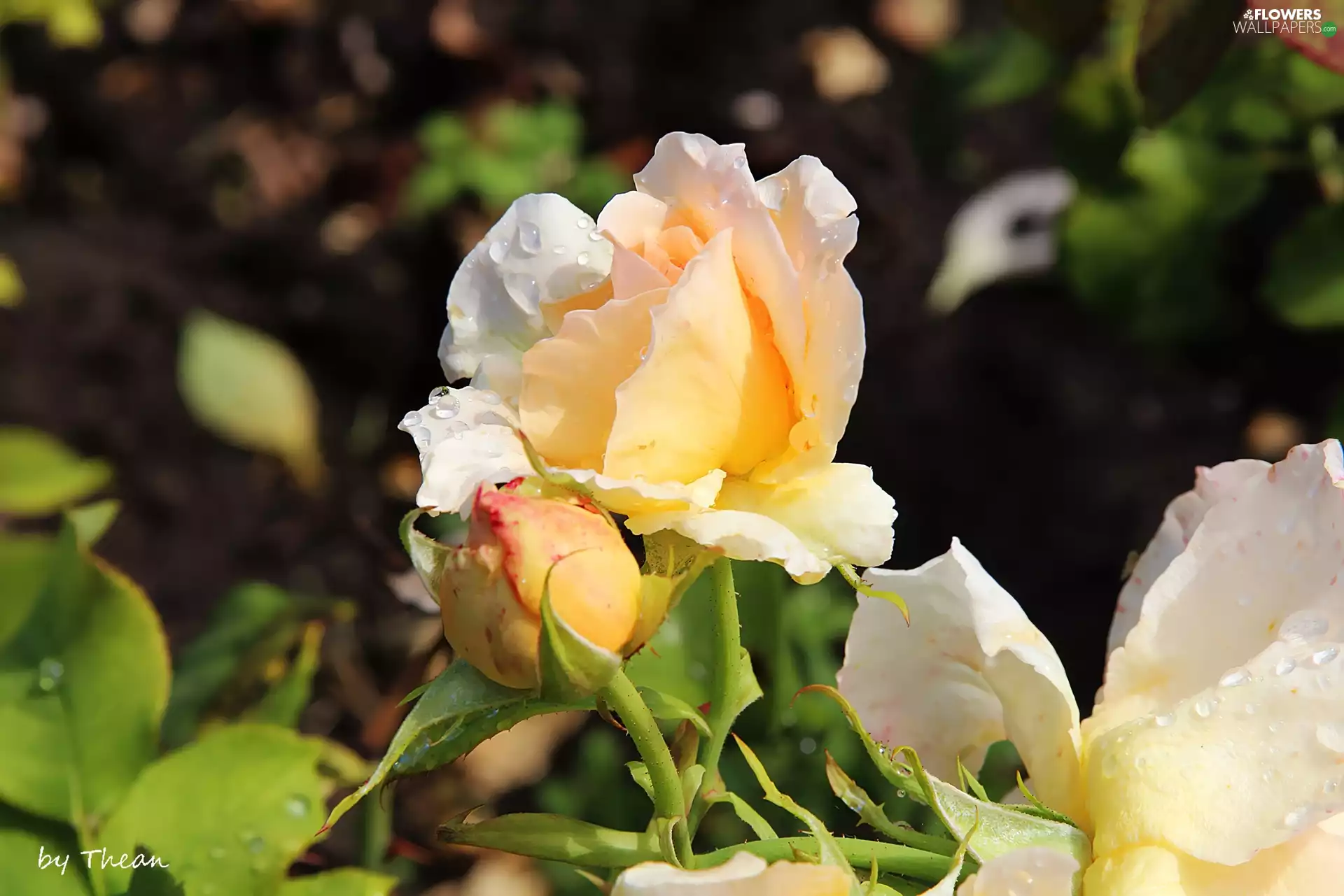 rain, rose, drops