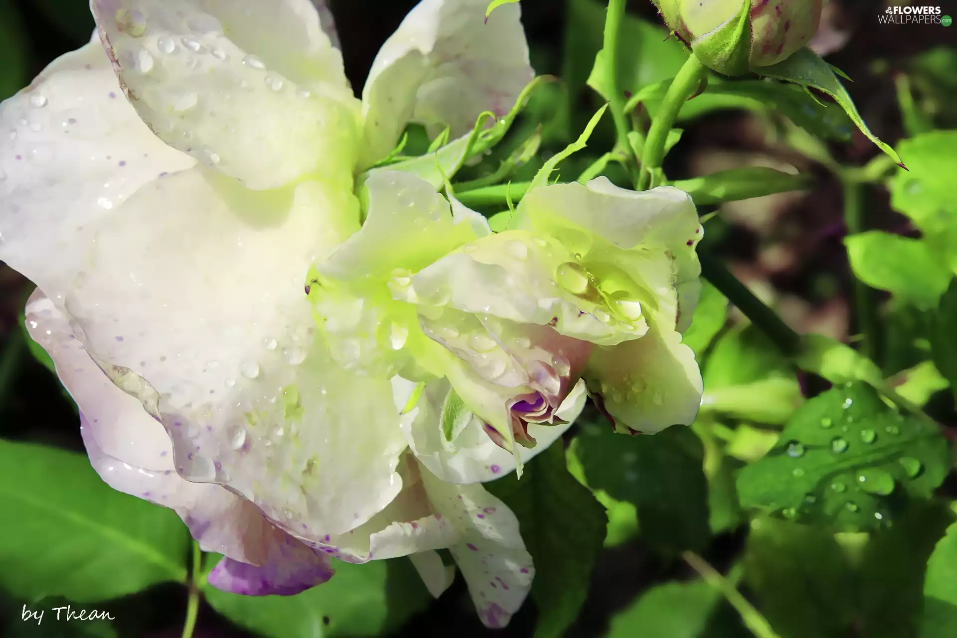 rain, rose, drops