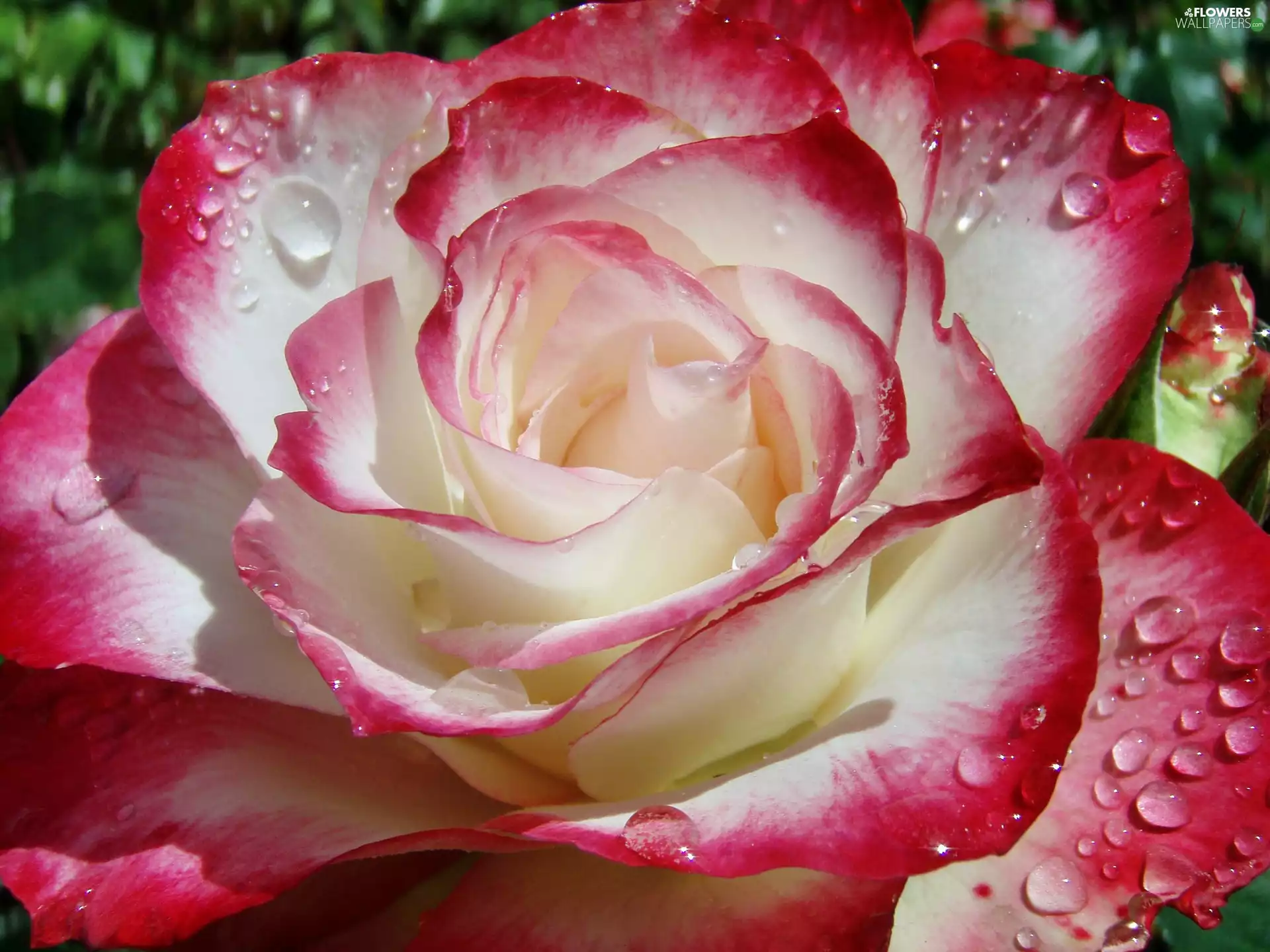 rain, rose, drops