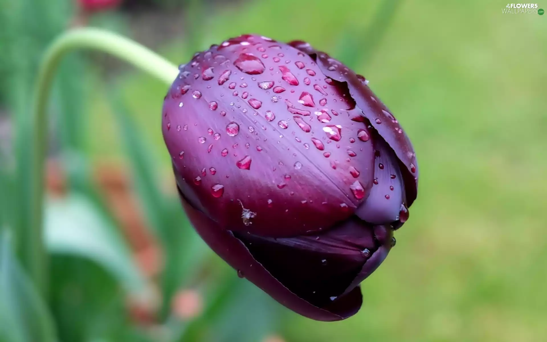 rain, tulip, drops