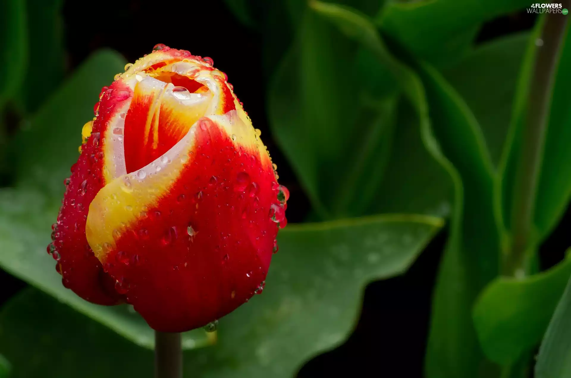 rain, tulip, drops