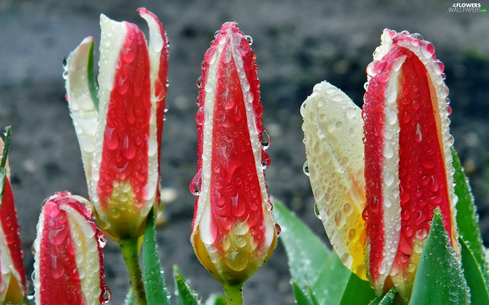 rain, Tulips, drops