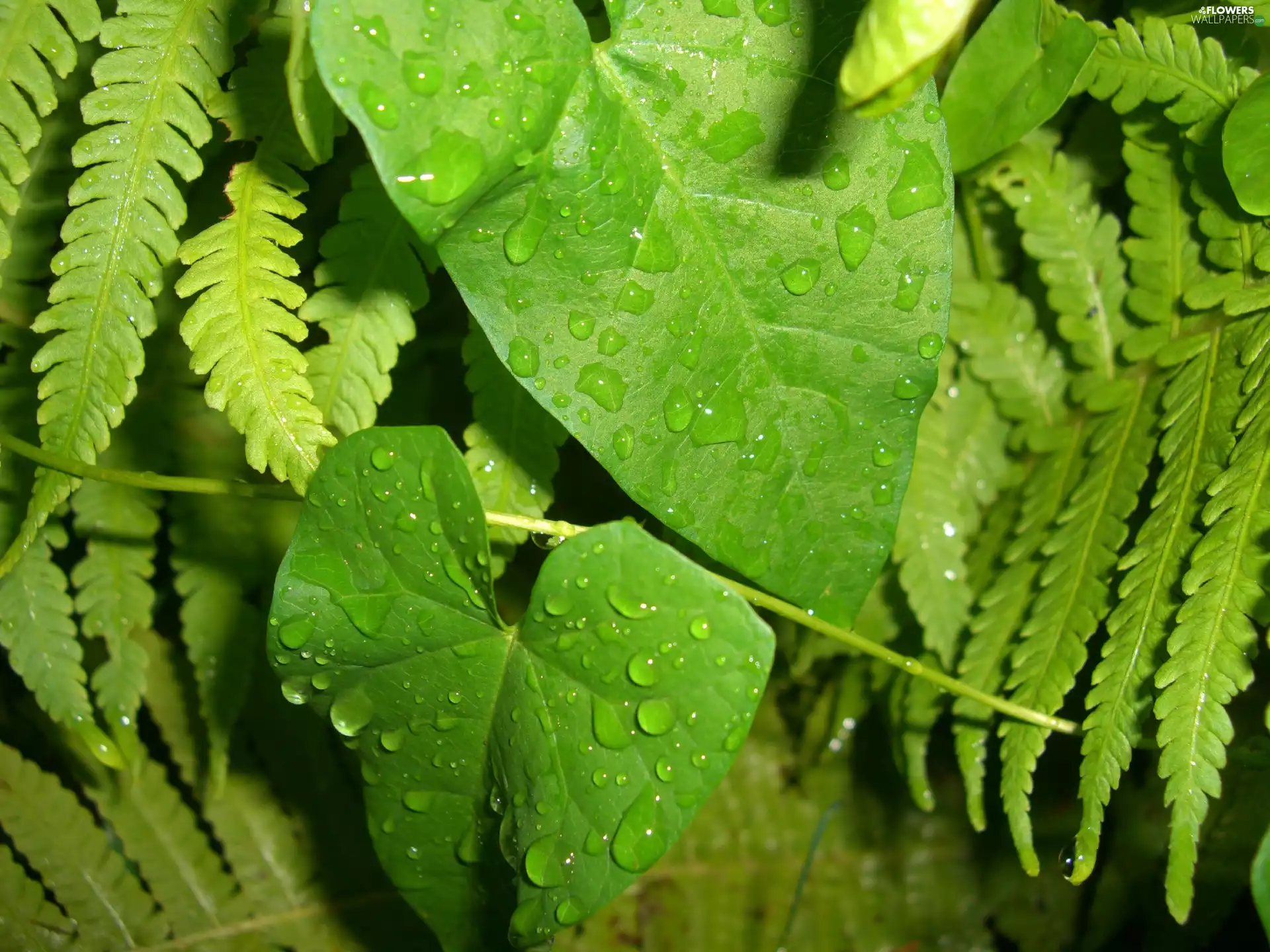 leaves, bindweed, drops, rain, climber, fern