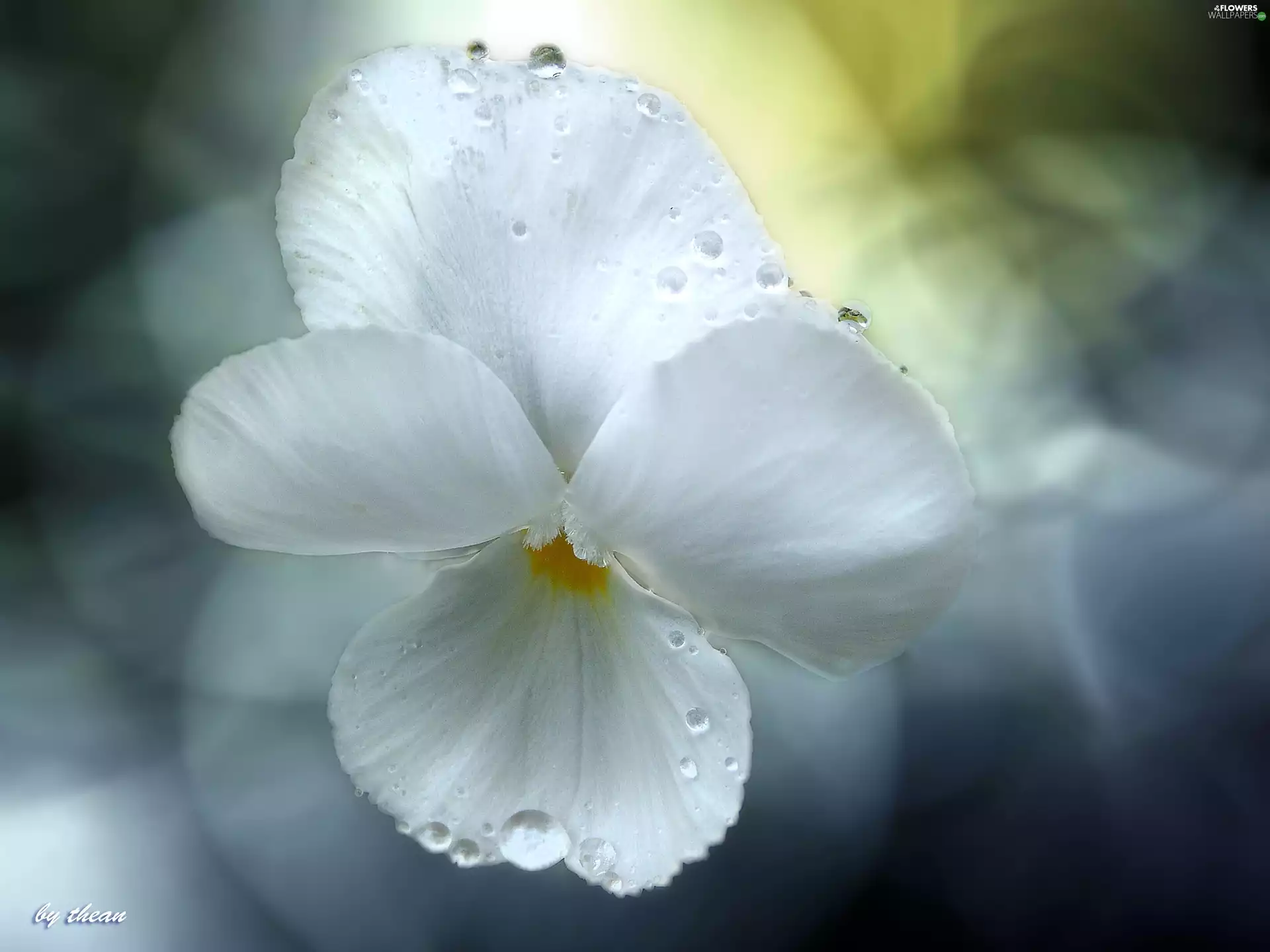 rain, flakes, pansy, drops, White