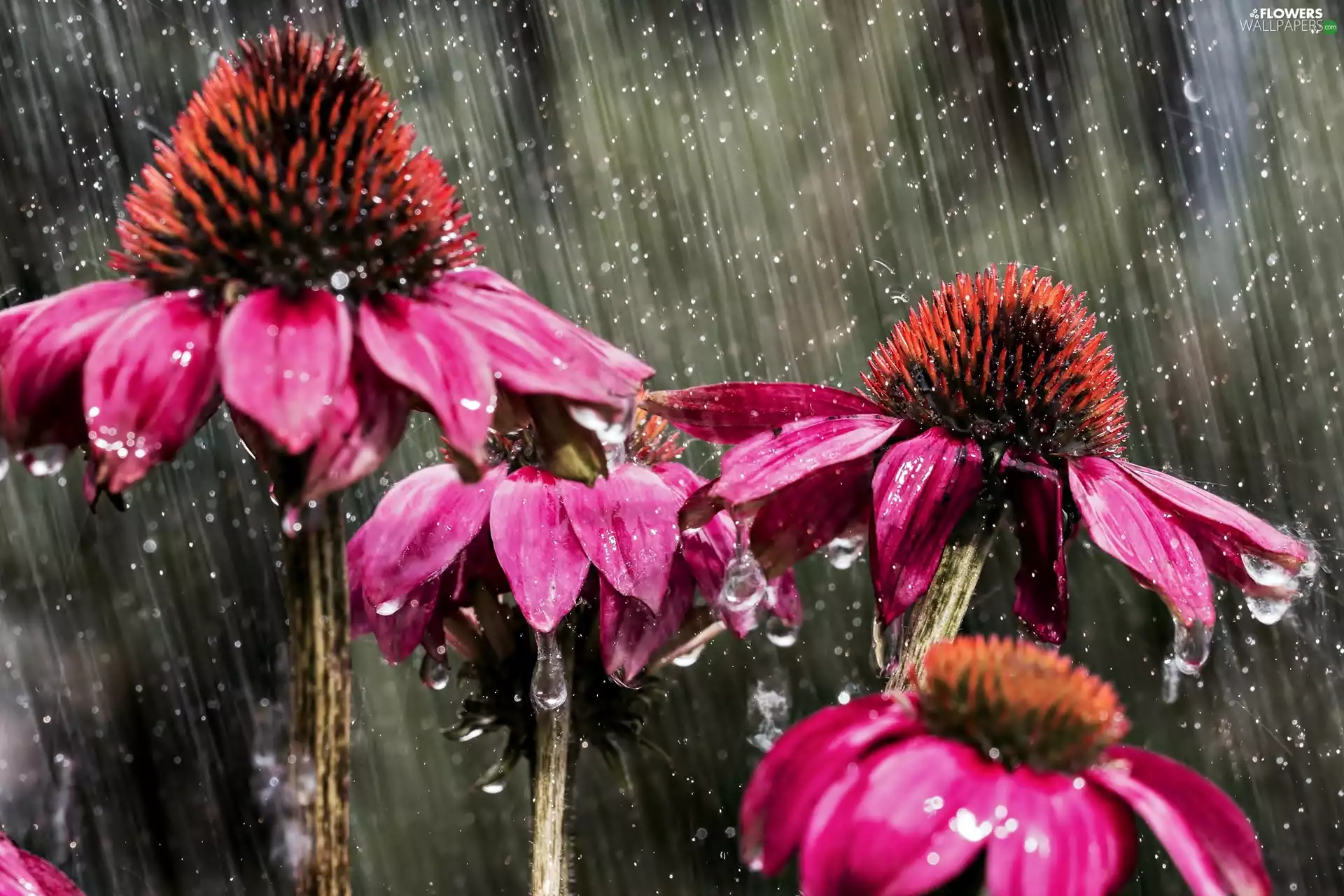 drops, Rain, Flowers, echinacea, Pink
