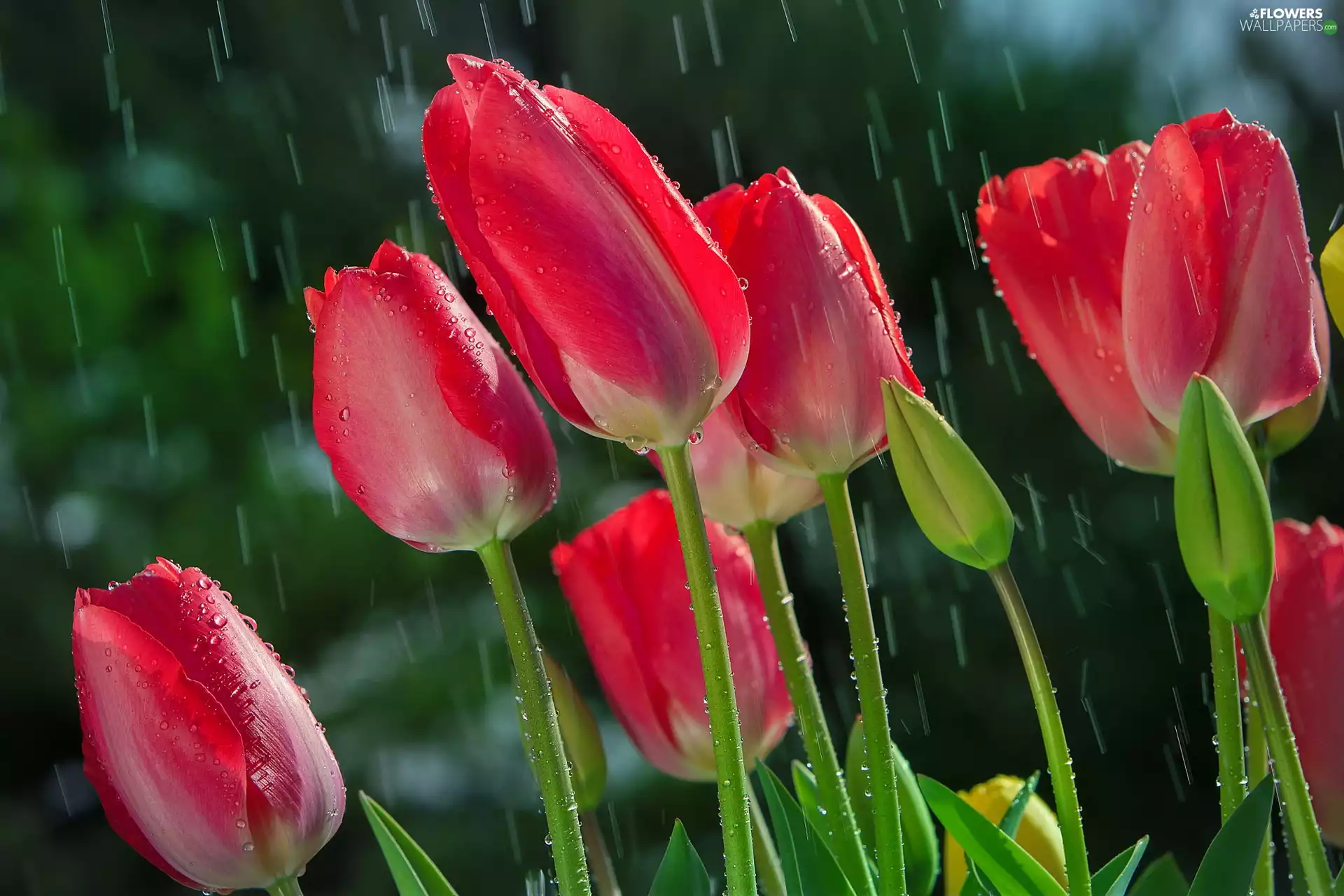 Rain, Tulips, Flowers