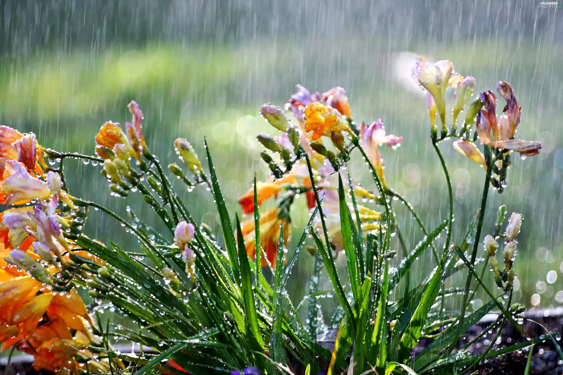 Rain, Flowers, Freesias