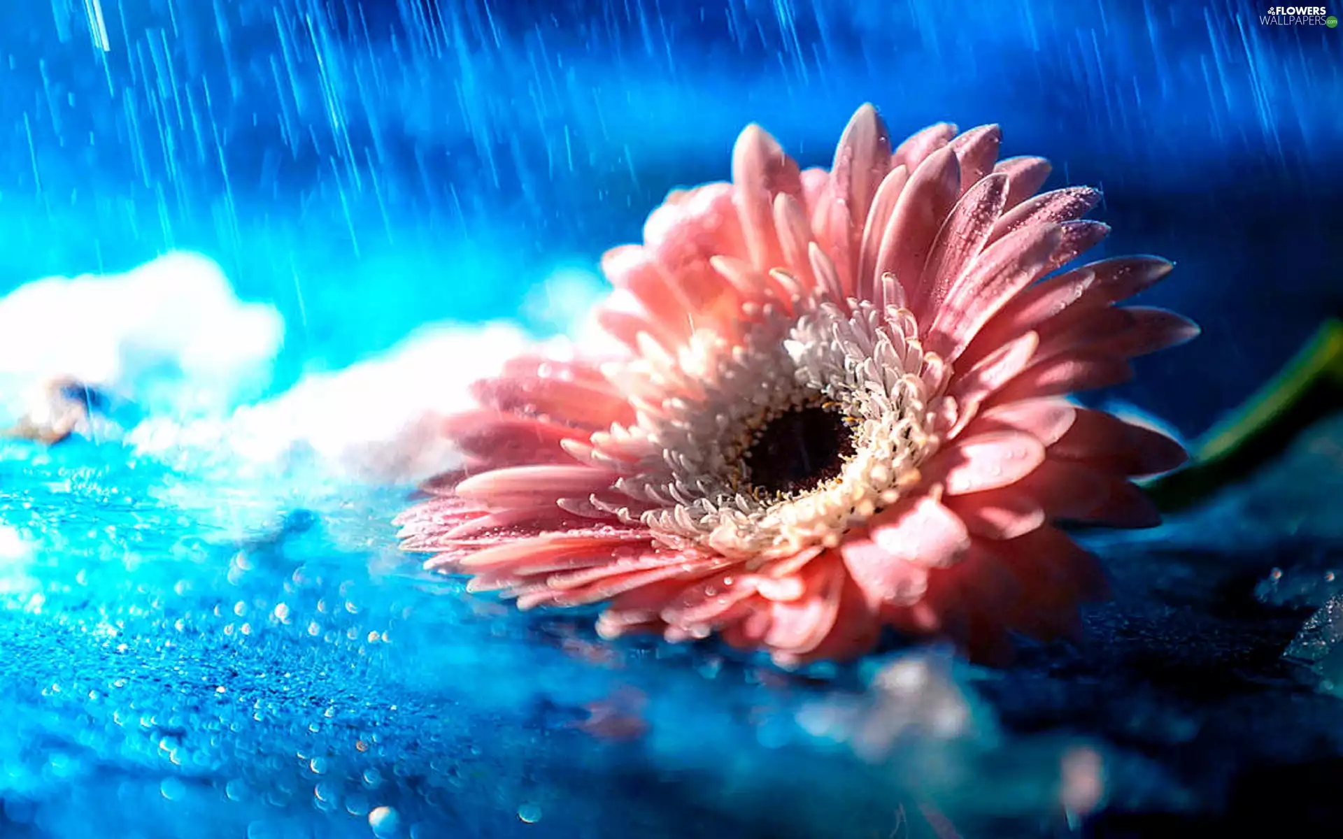 Gerbera, drops, Close, Rain