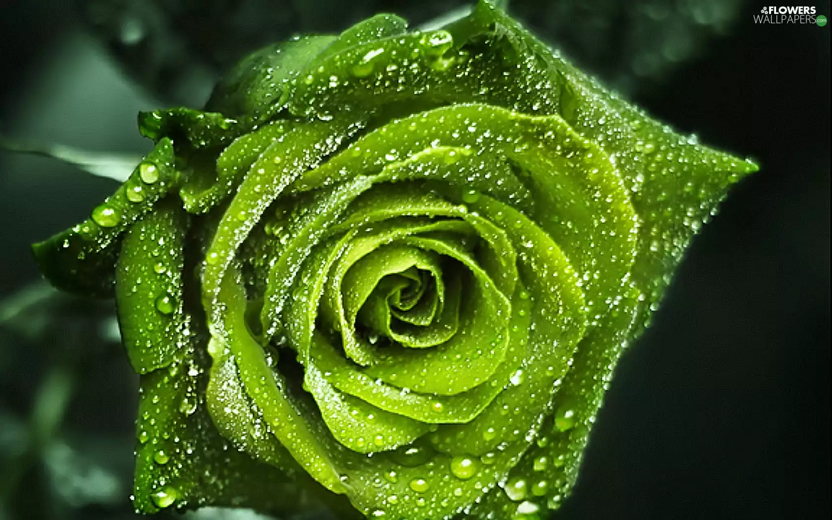 Green, drops, rain, rose