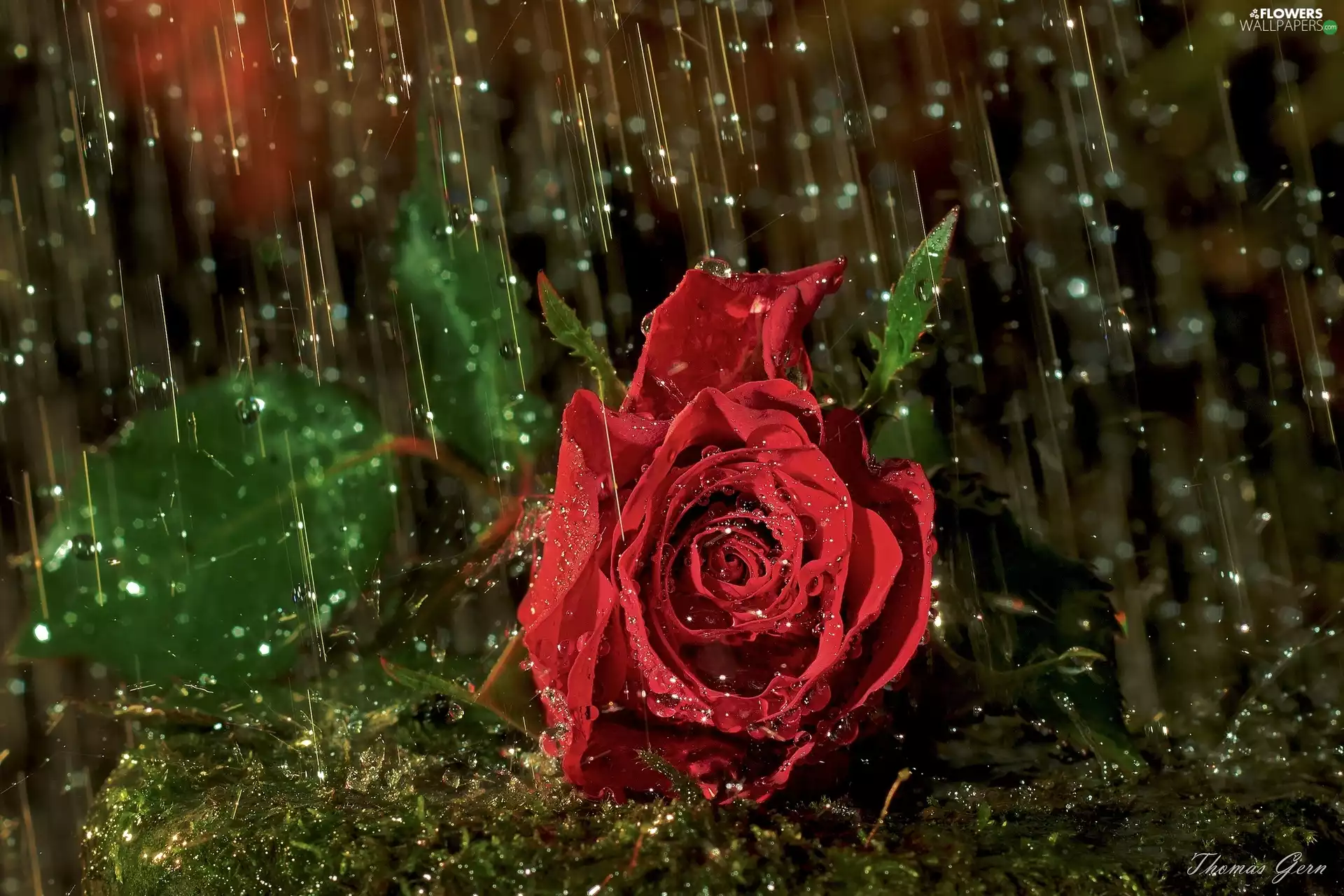 red hot, drops, rain, rose