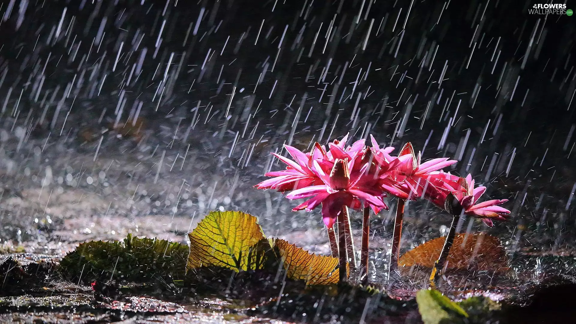 Pink, Rain, Leaf, Water lilies