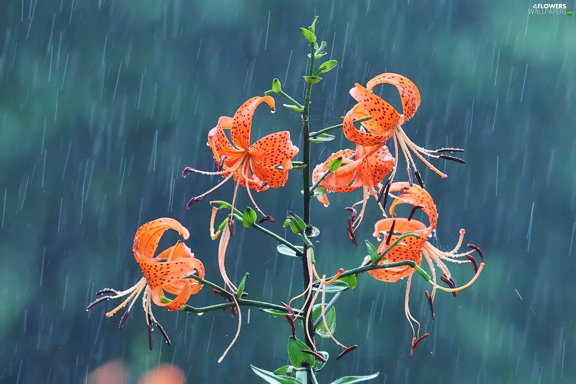 Rain, Tiger lily