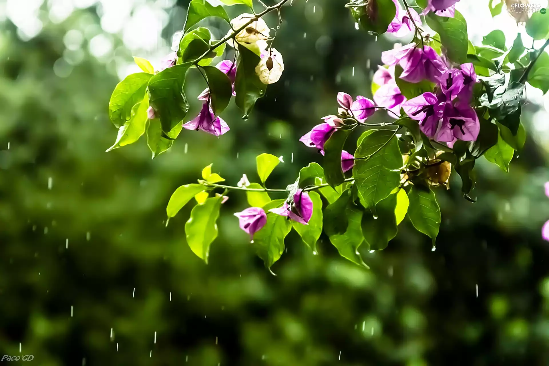 drops, Rain, Pink, Bougainvillea, Flowers