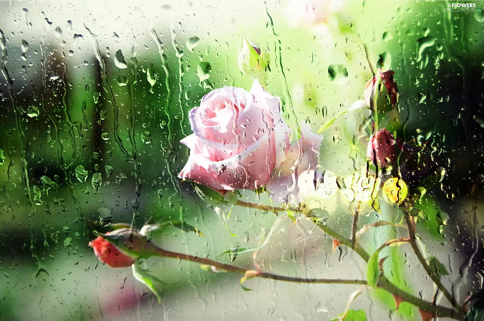 Pink, Glass, Rain, rose