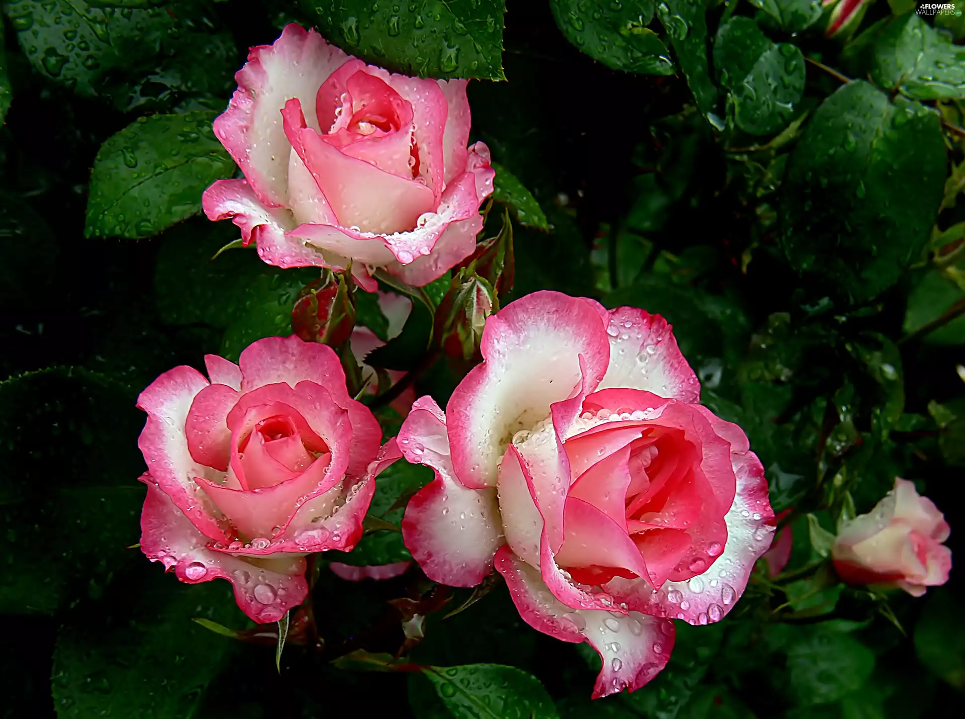 drops, rain, Pink, roses, white