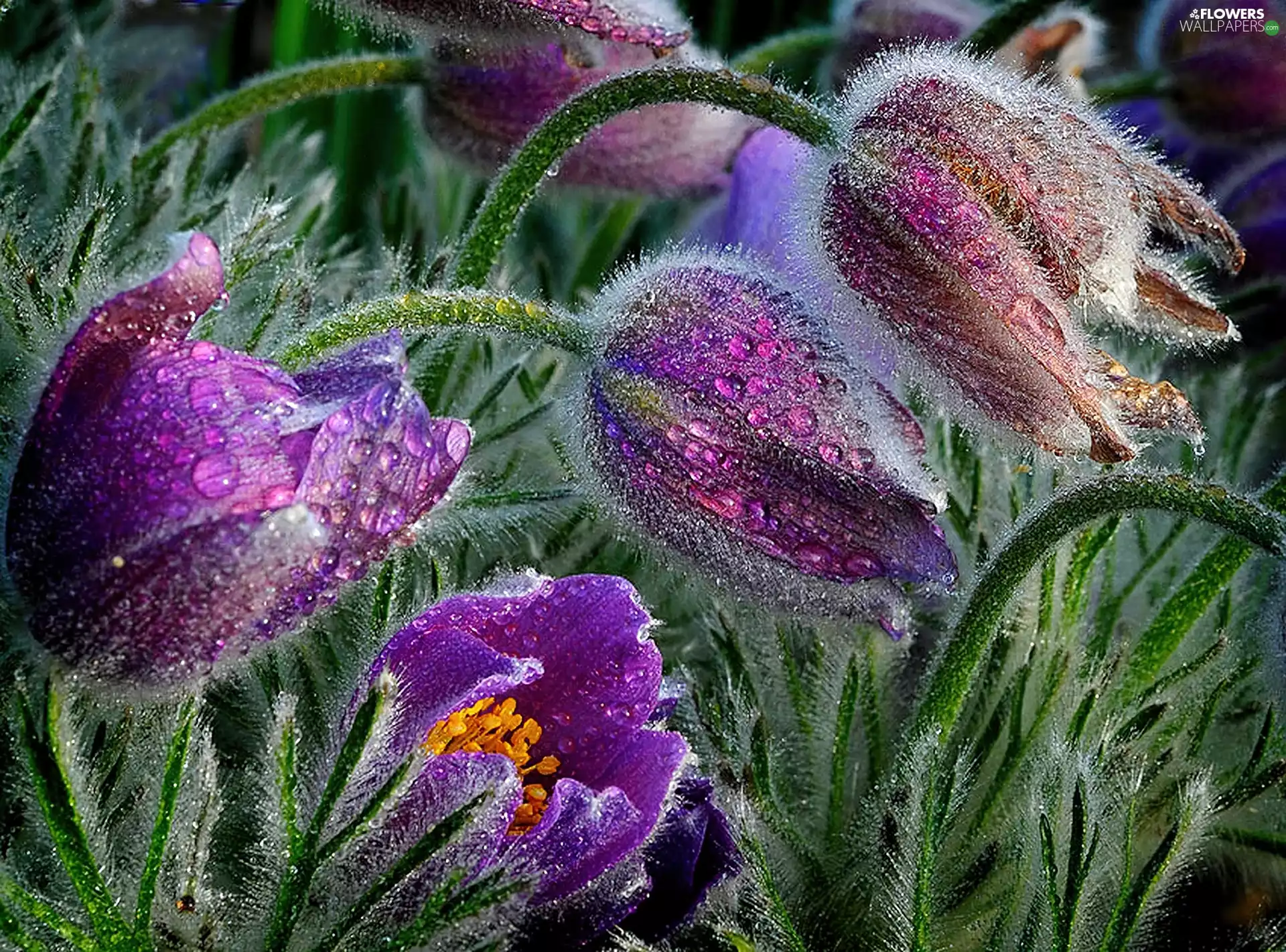 rain, Flowers, Po