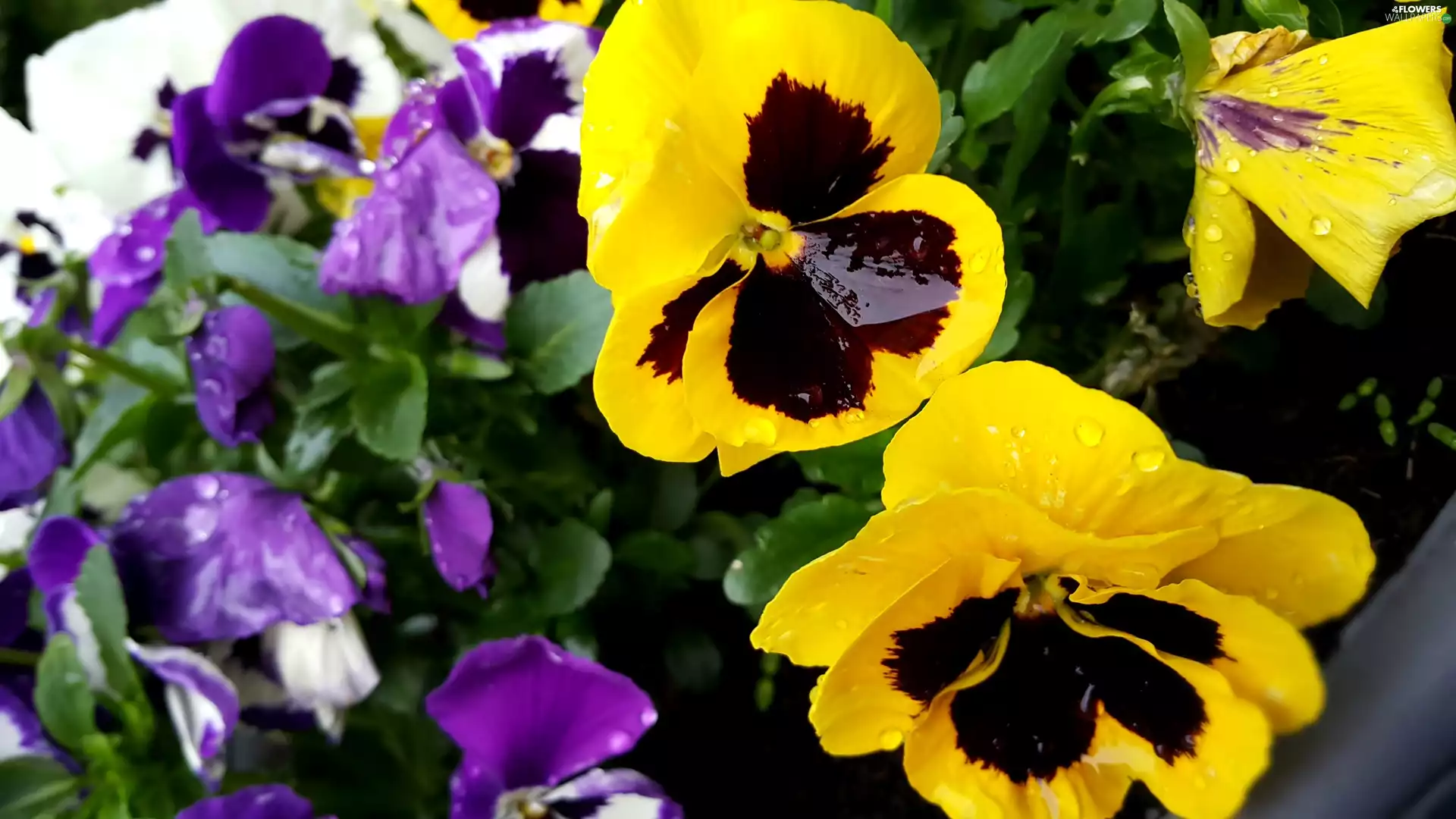 drops, rain, purple, pansies, Yellow