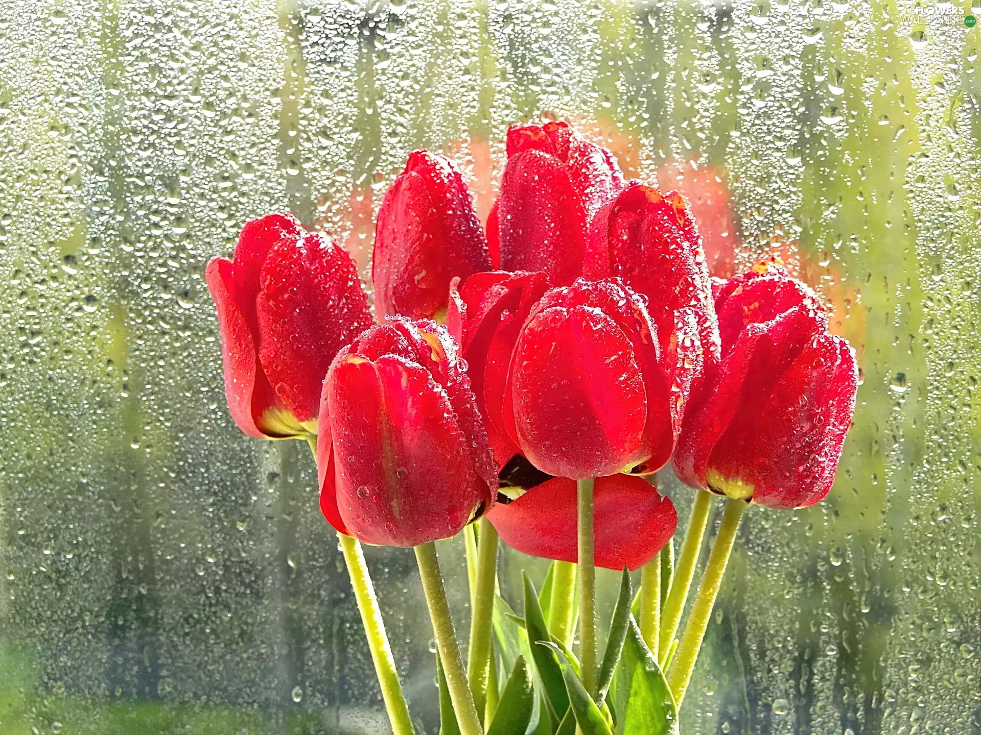 Red, Glass, Rain, Tulips