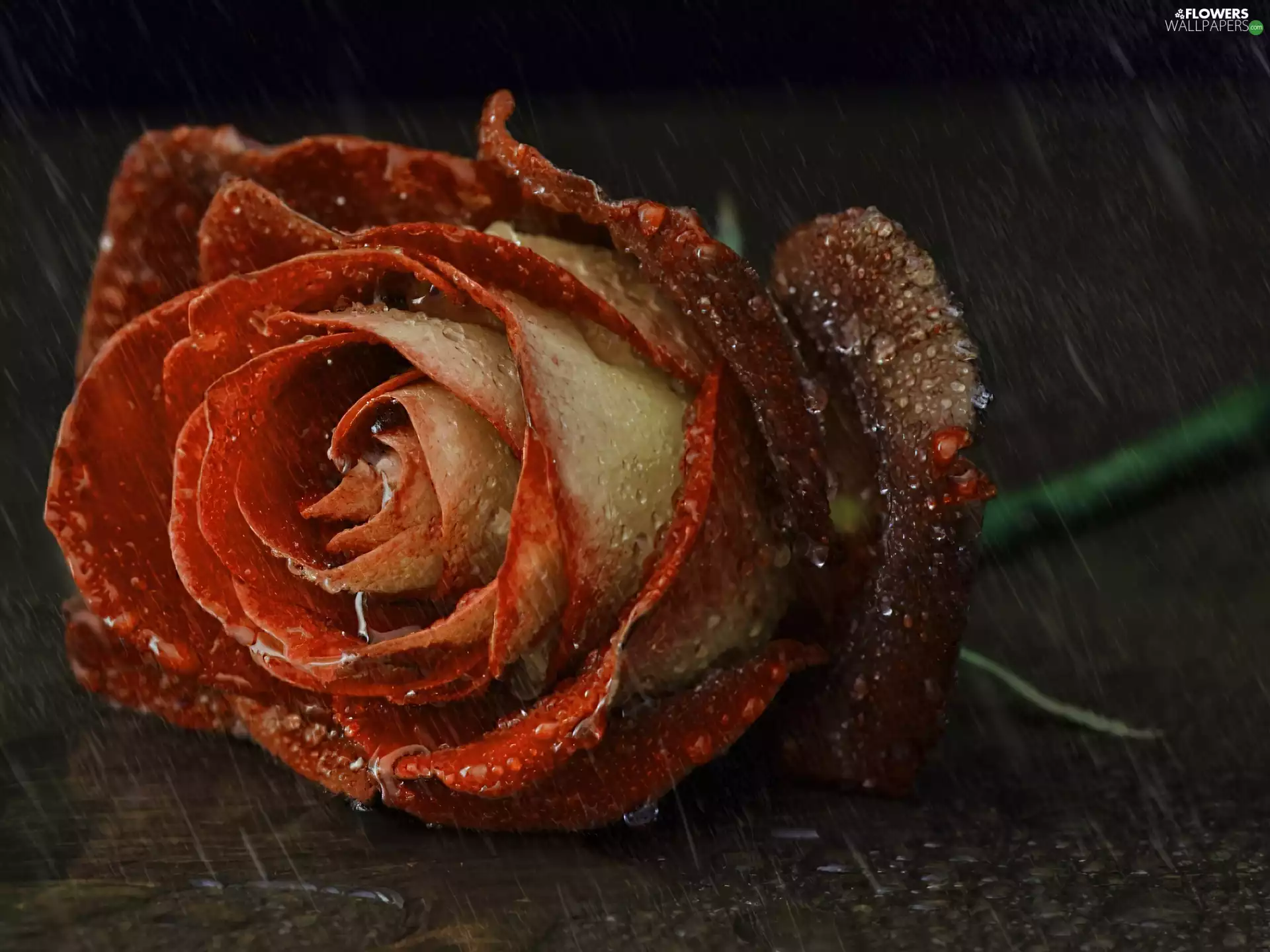 Rain, Cutting, rose