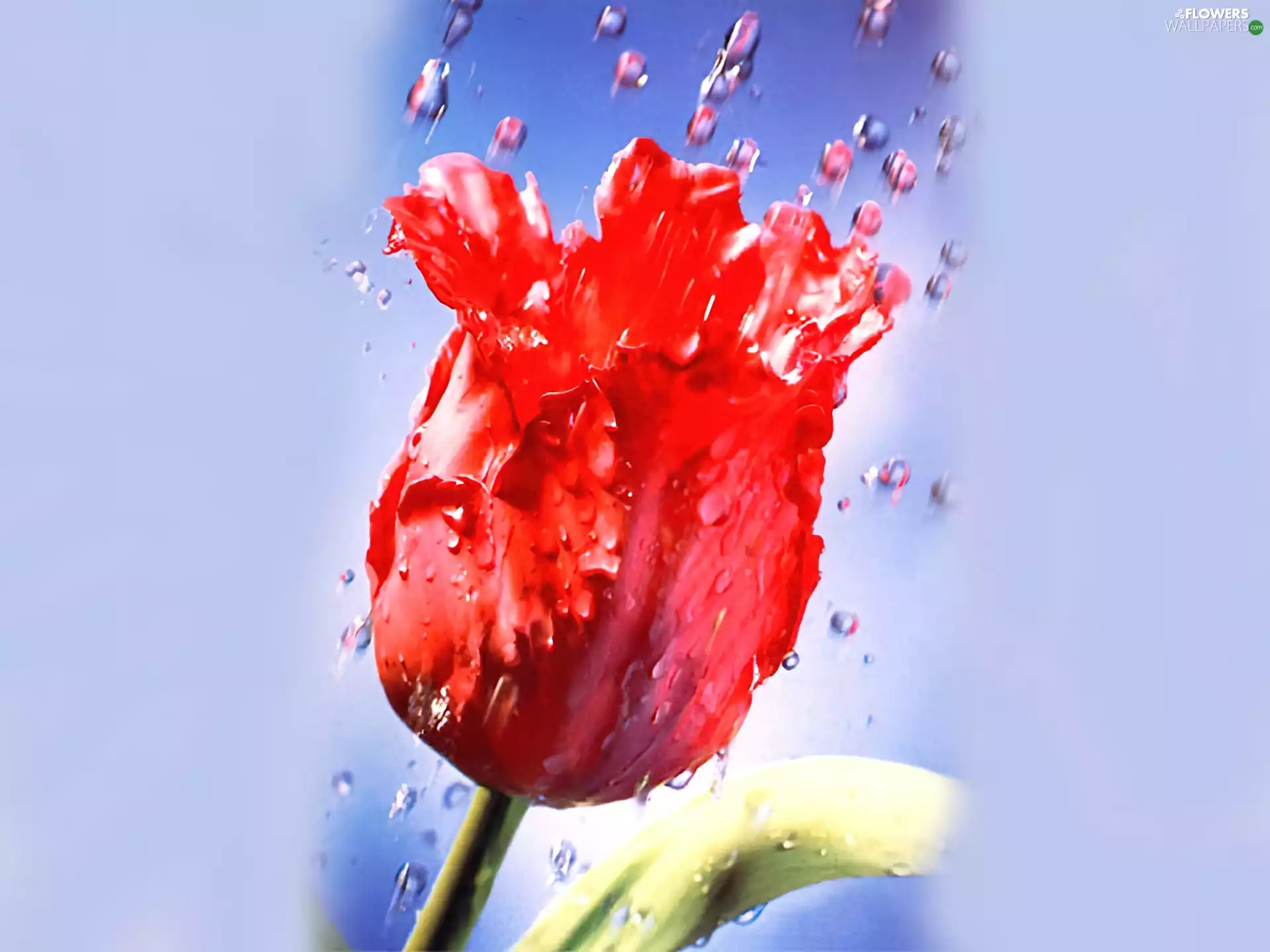 Rain, Red, tulip