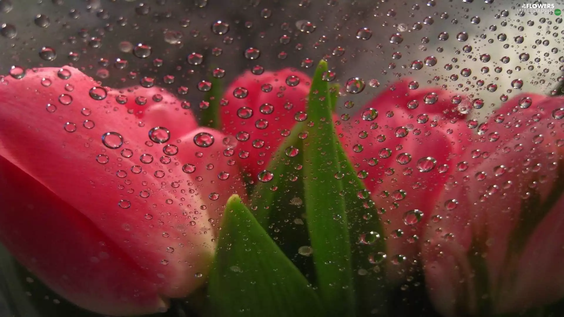 drops, Rain, Tulips, Glass, Red