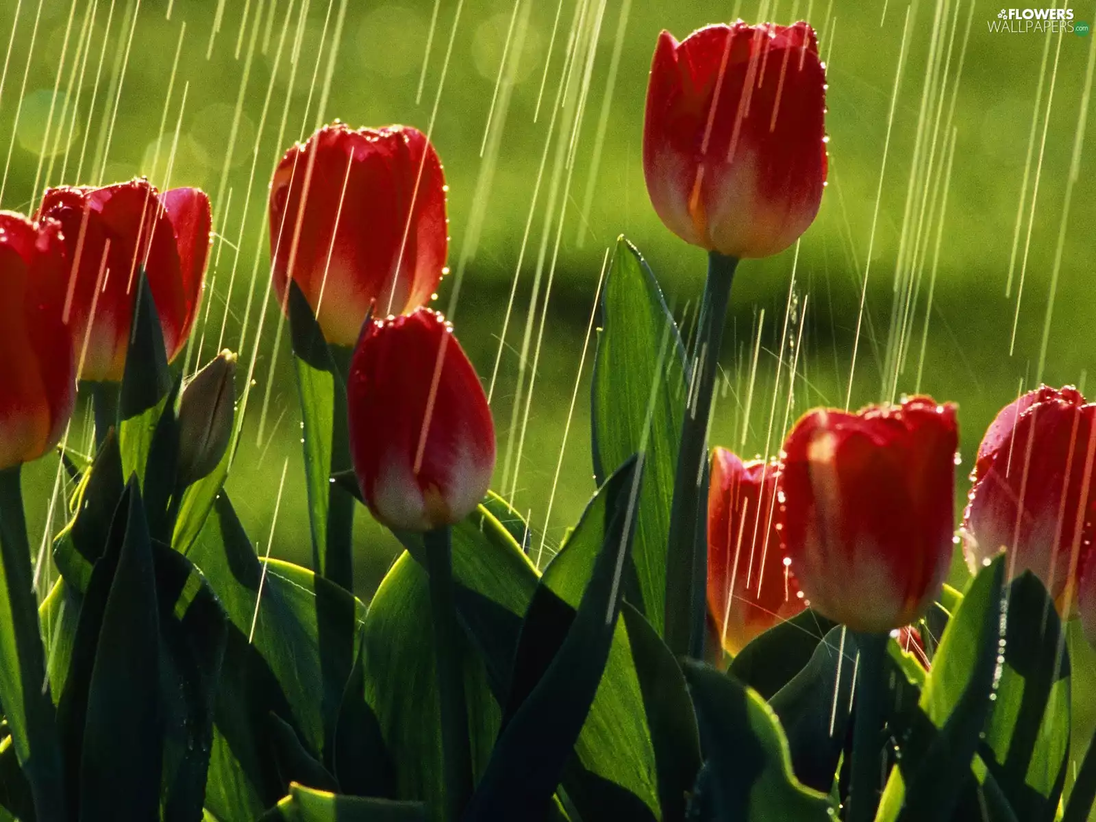 Tulips, Rain